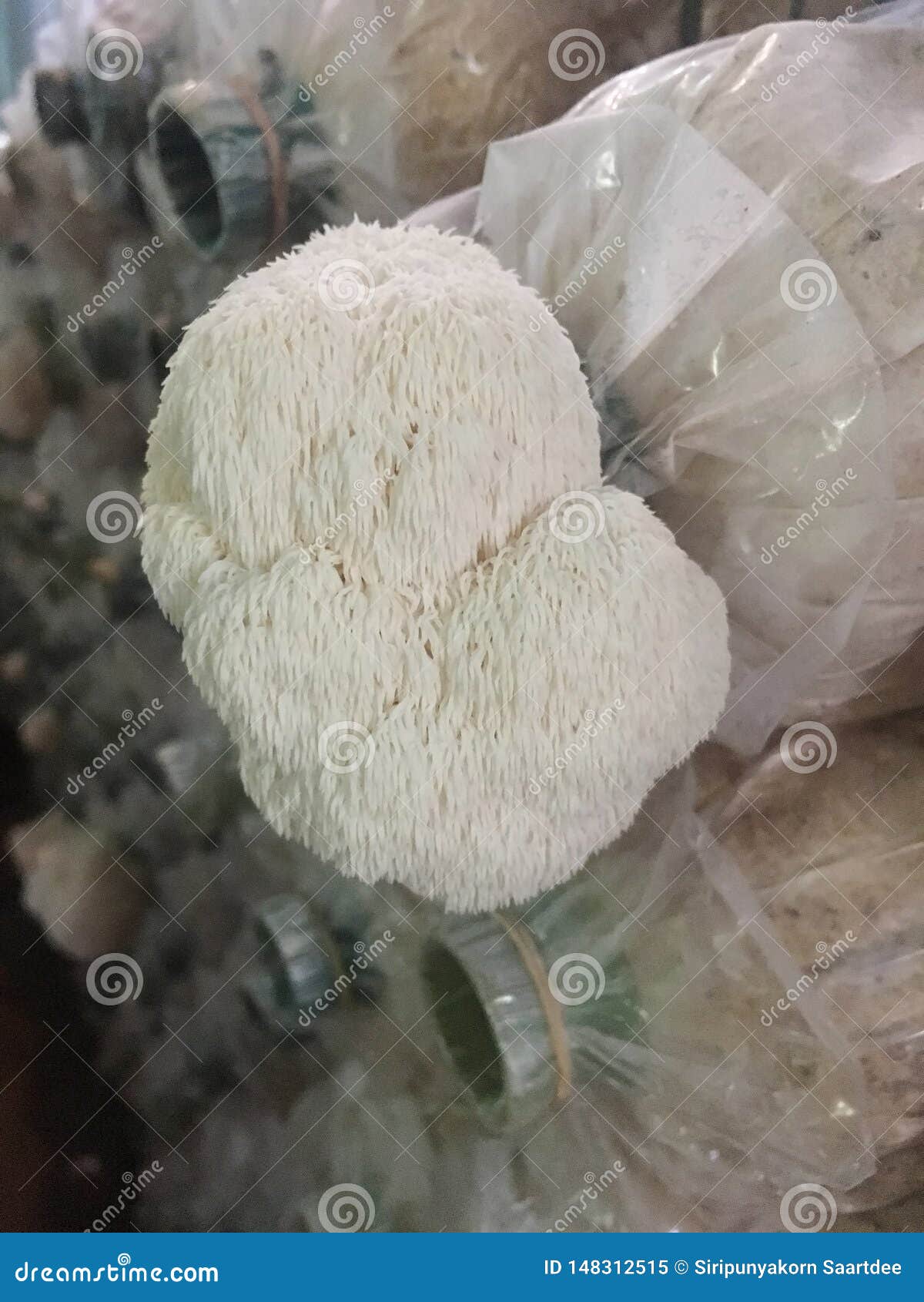 hericium erinaceus mushroom monkey head mushroom, bearded tooth fungus, bearded hedgehog mushroom, pom pom, lion`s mane mushroom