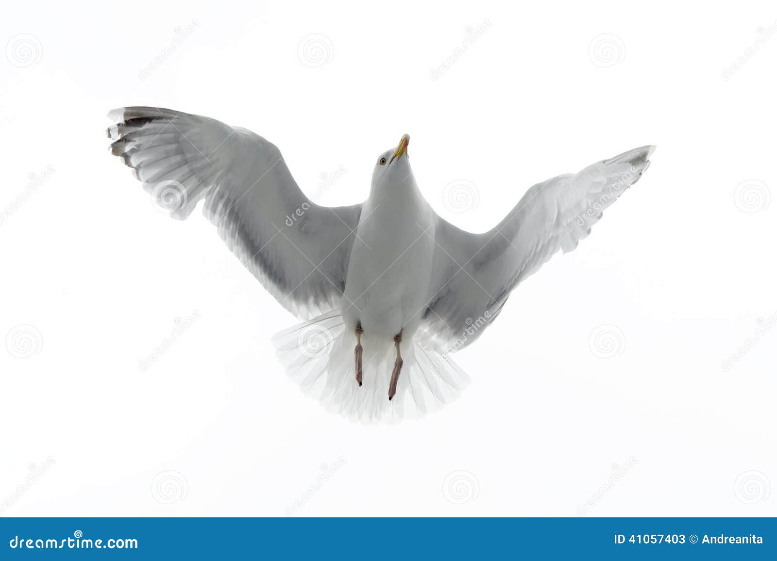 Hering Gull in Flight Against White Sky Stock Image Image of close
