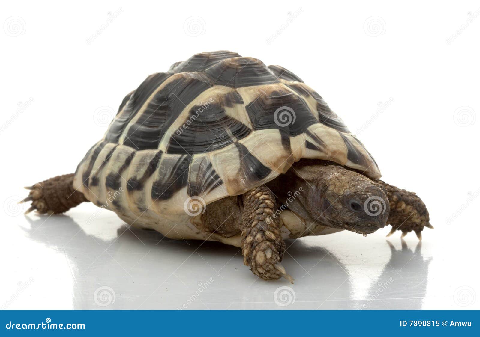 hermanÃ¯Â¿Â½s tortoise