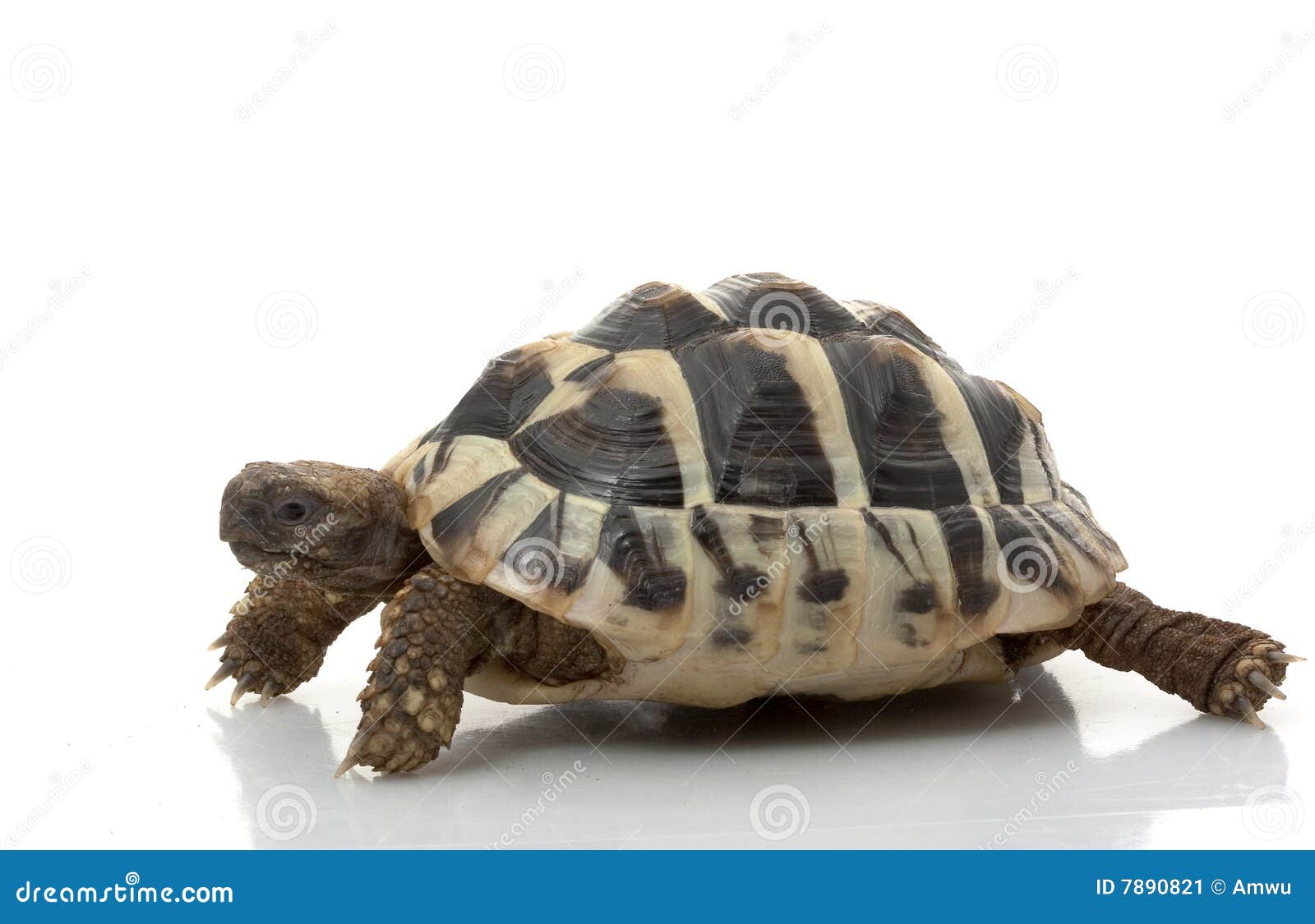 hermanÃ¯Â¿Â½s tortoise
