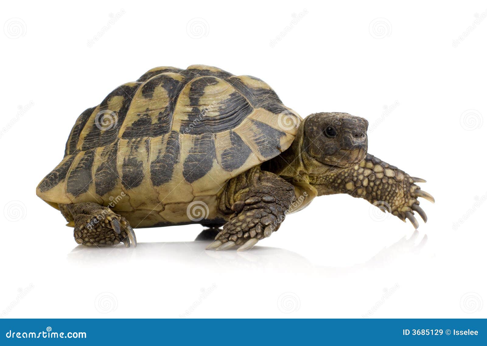 herman's tortoise - testudo hermanni