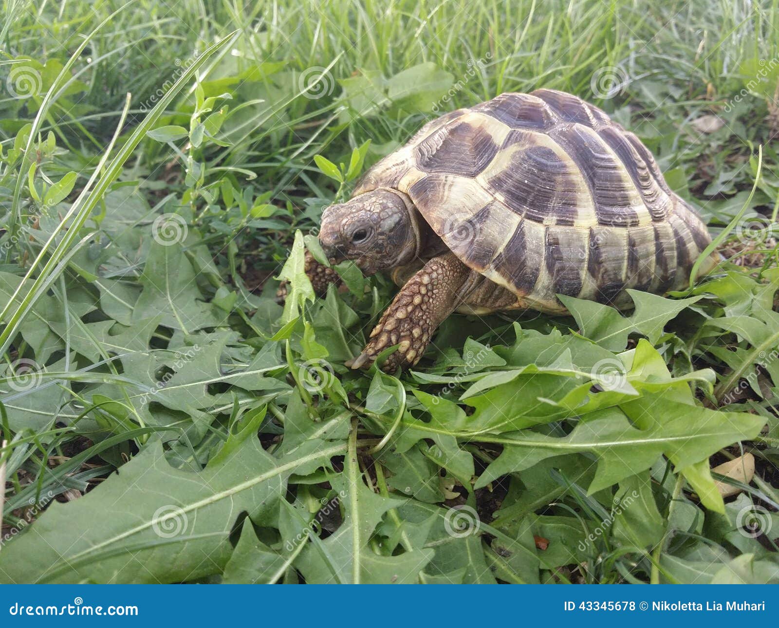 Hermann s tortoise stock photo. Image of eating, organism 43345678