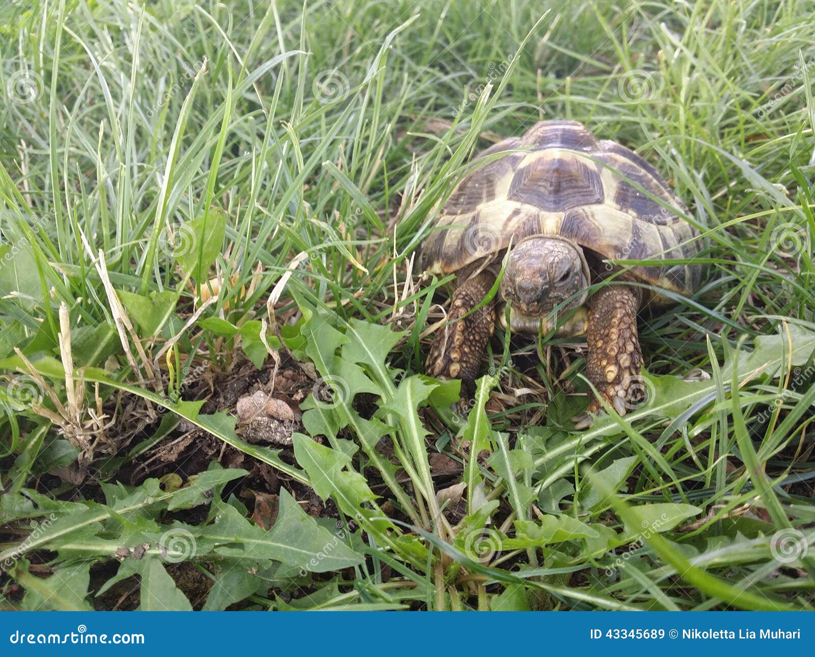 Hermann s tortoise stock image. Image of chelydridae 43345689