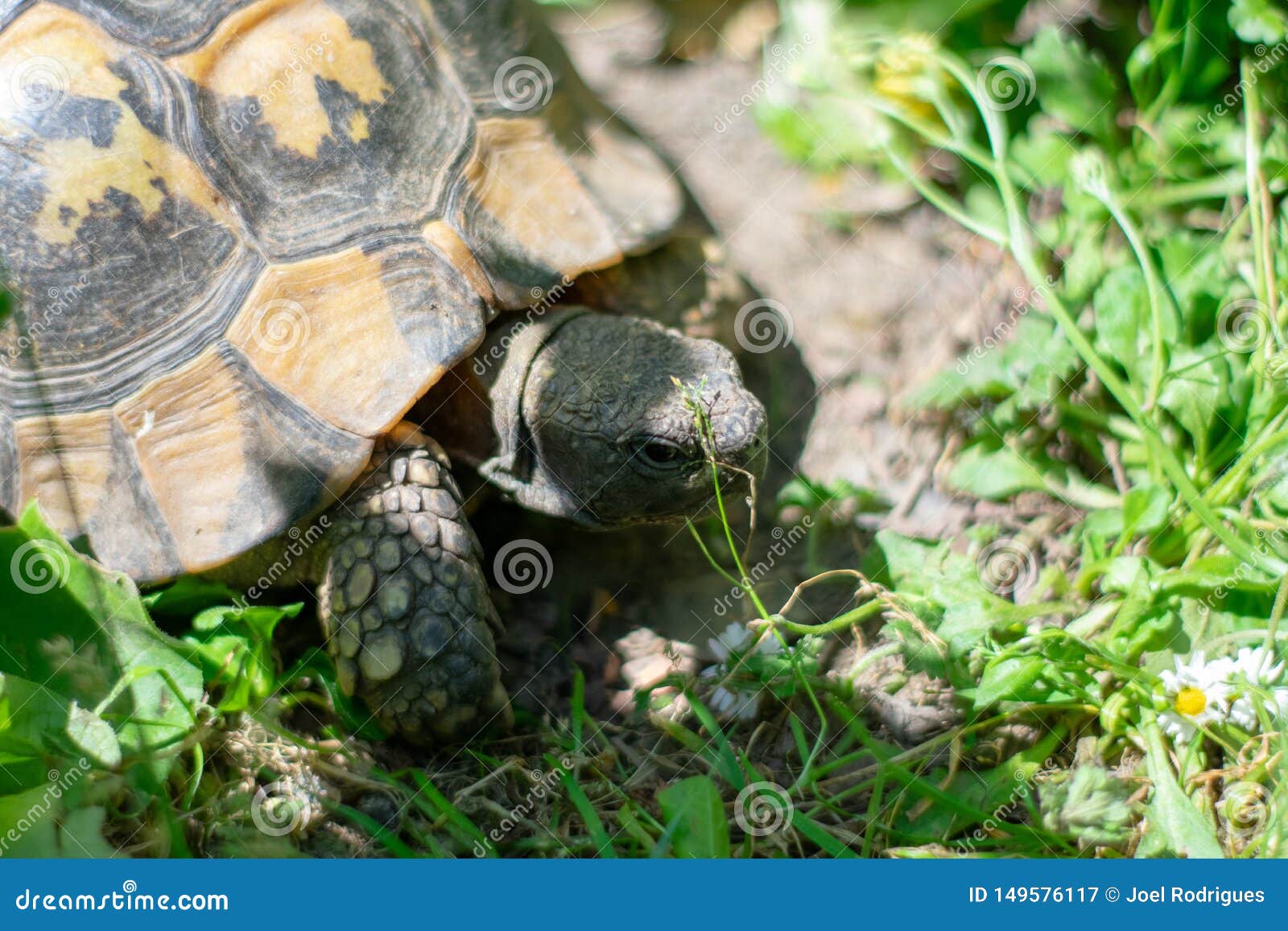 Hermann Tortoise Taking a Stroll in Green Grass on Sunny Day Stock
