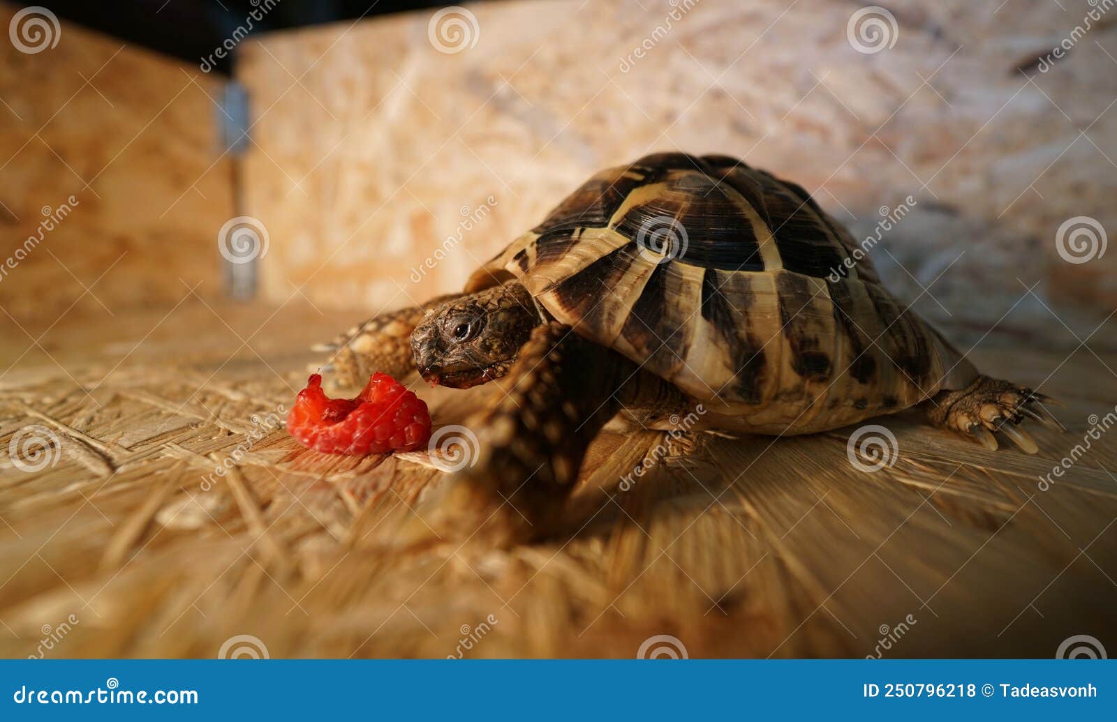 Hermanns Tortoise Eating Raspberry 1 Stock Photo Image of hermanni
