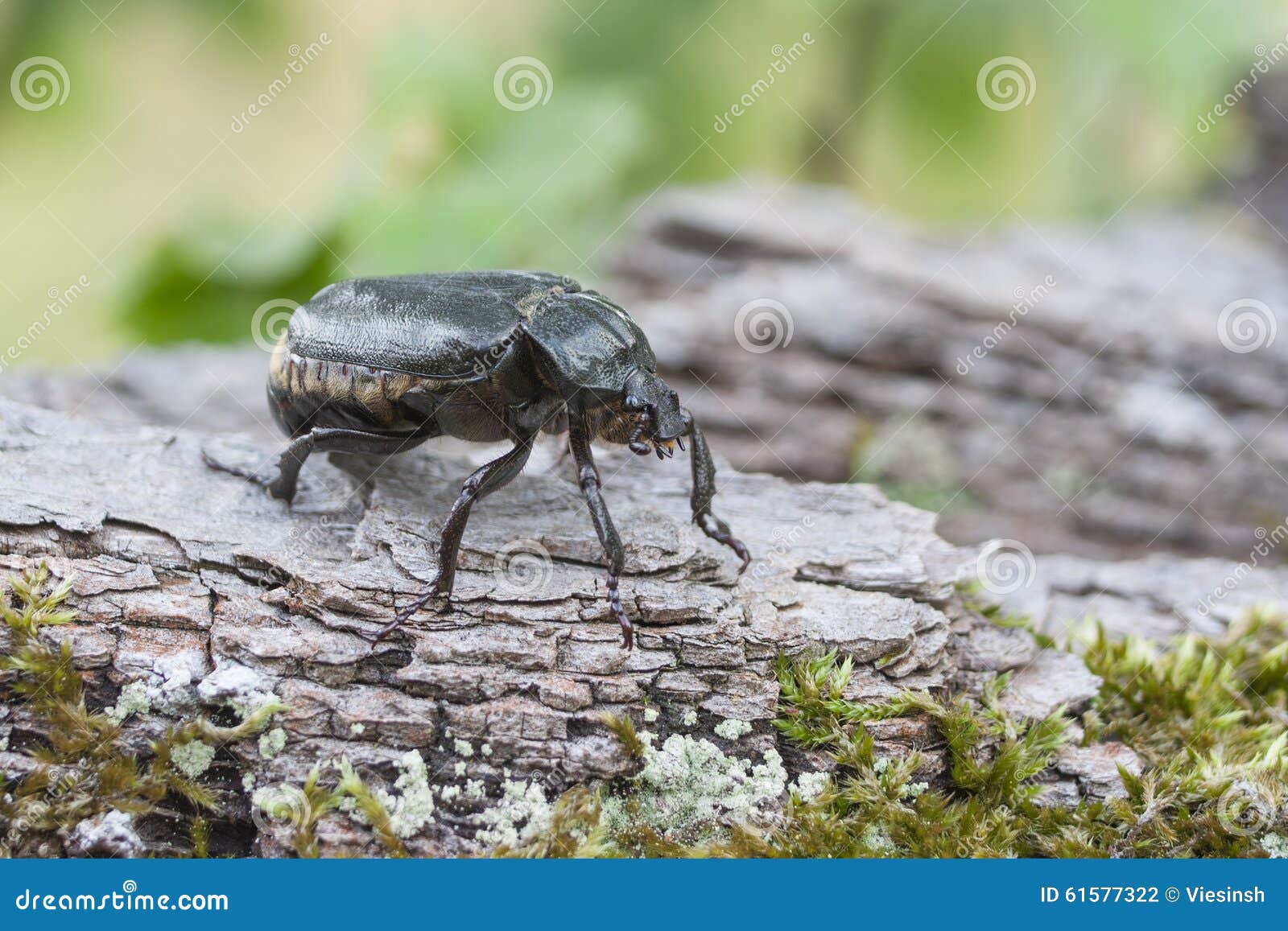 hermit beetle osmoderma eremita