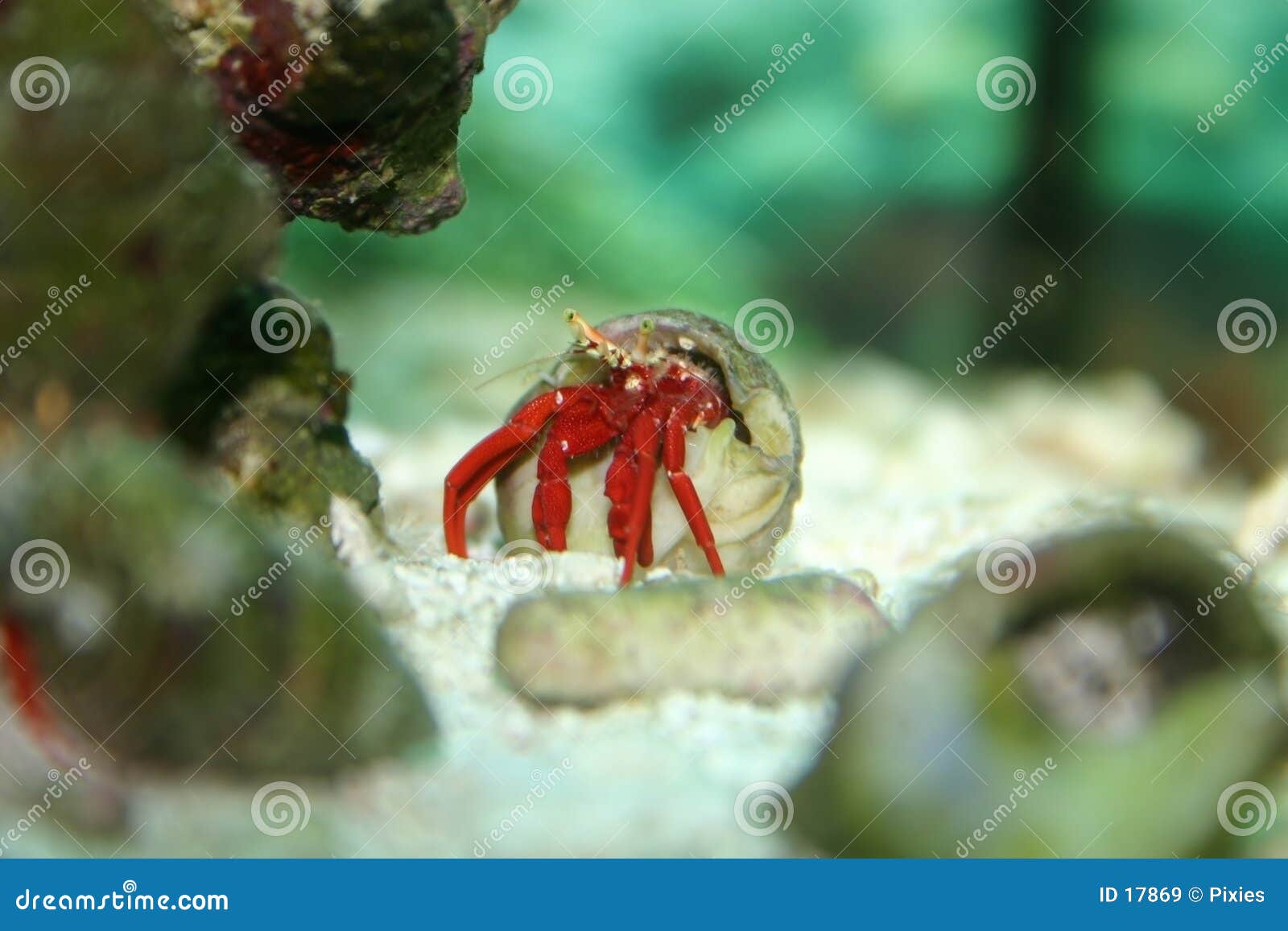 Hermit Crab stock image. Image of tank, tropical, reef, water 17869