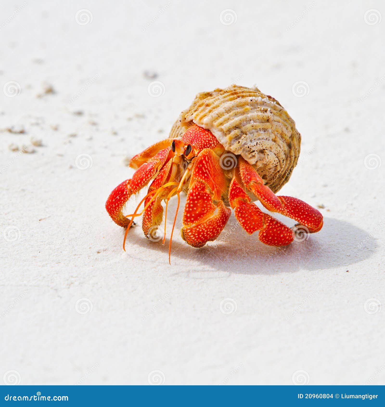 hermit crab