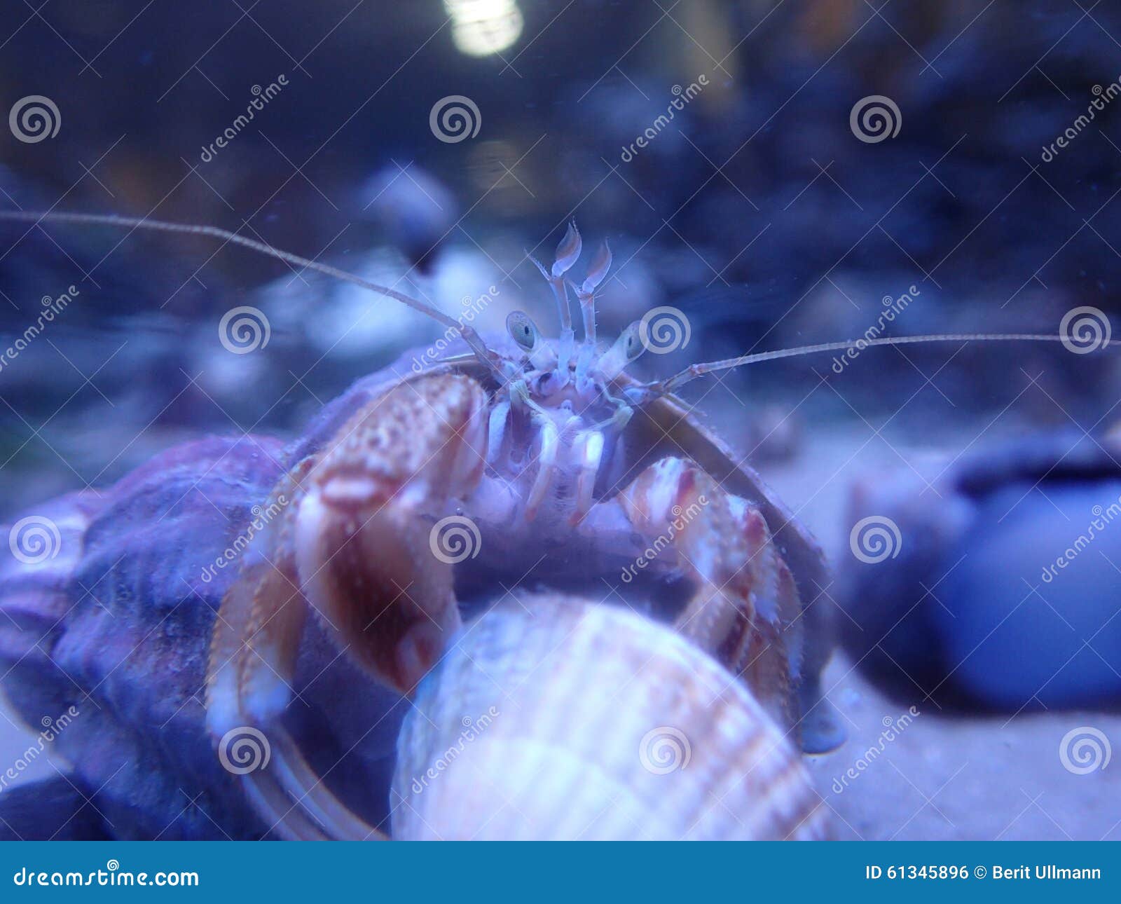 Hermit crab stock photo. Image of crab, detail, animal 61345896