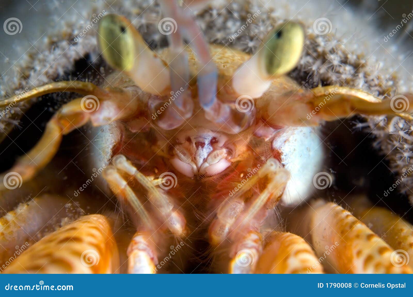 Hermit Crab. Focus In The Mouth Stock Photo Image Of 99F
