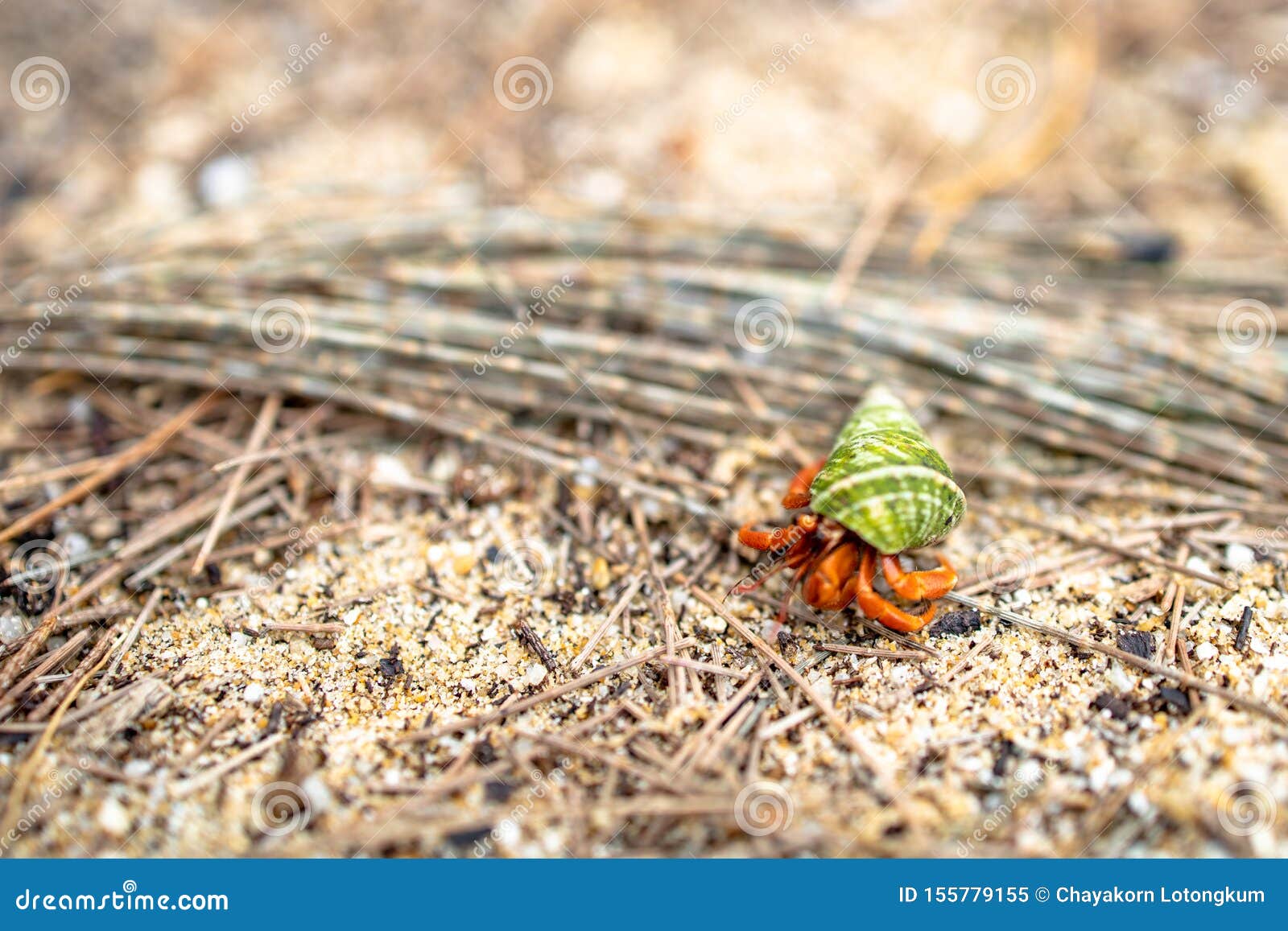 Hermit Crab Movement on Ground Sand Stock Image Image of conch