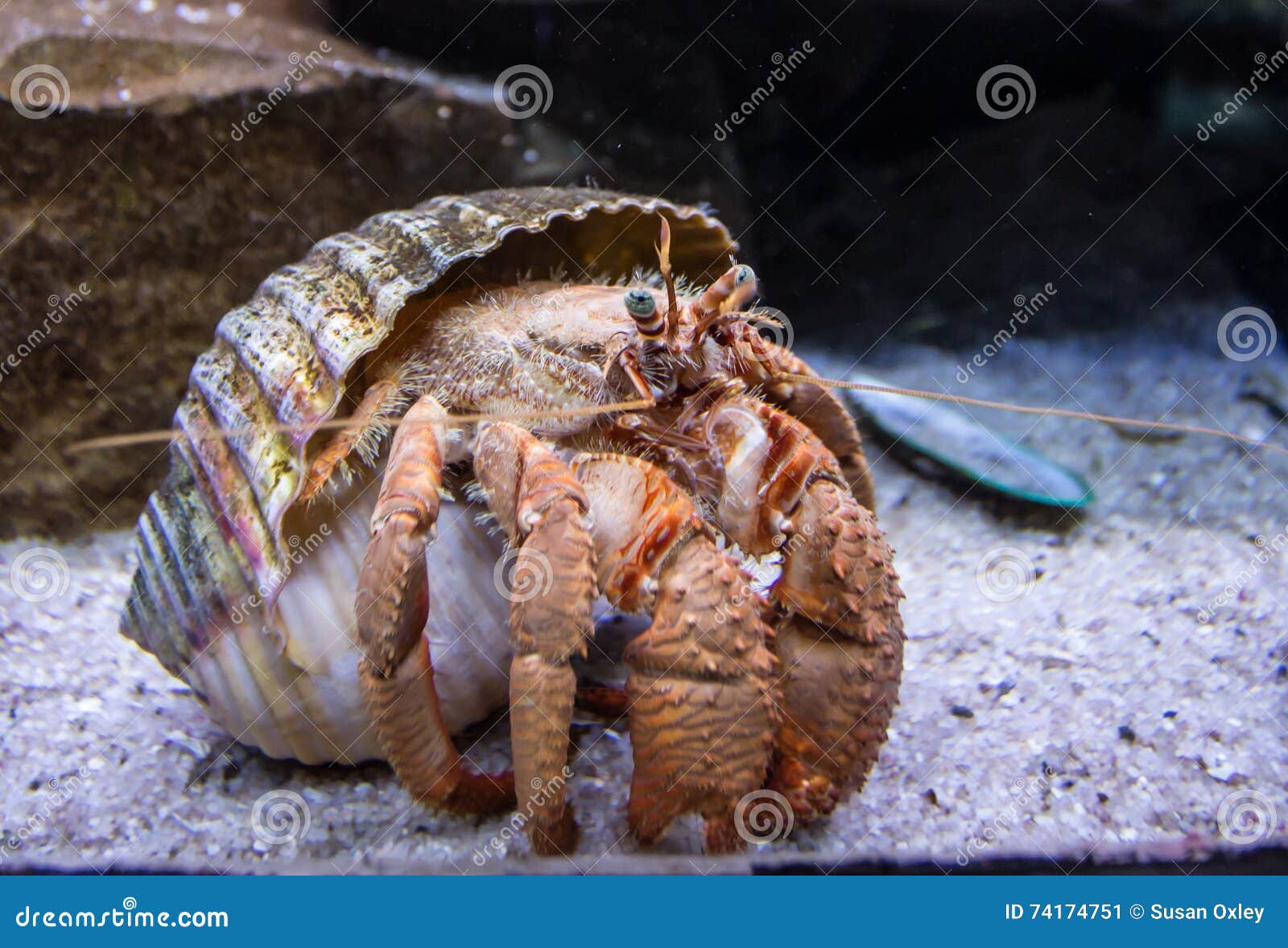 Hermit crab out of shell stock image. Image of peaking - 74174751