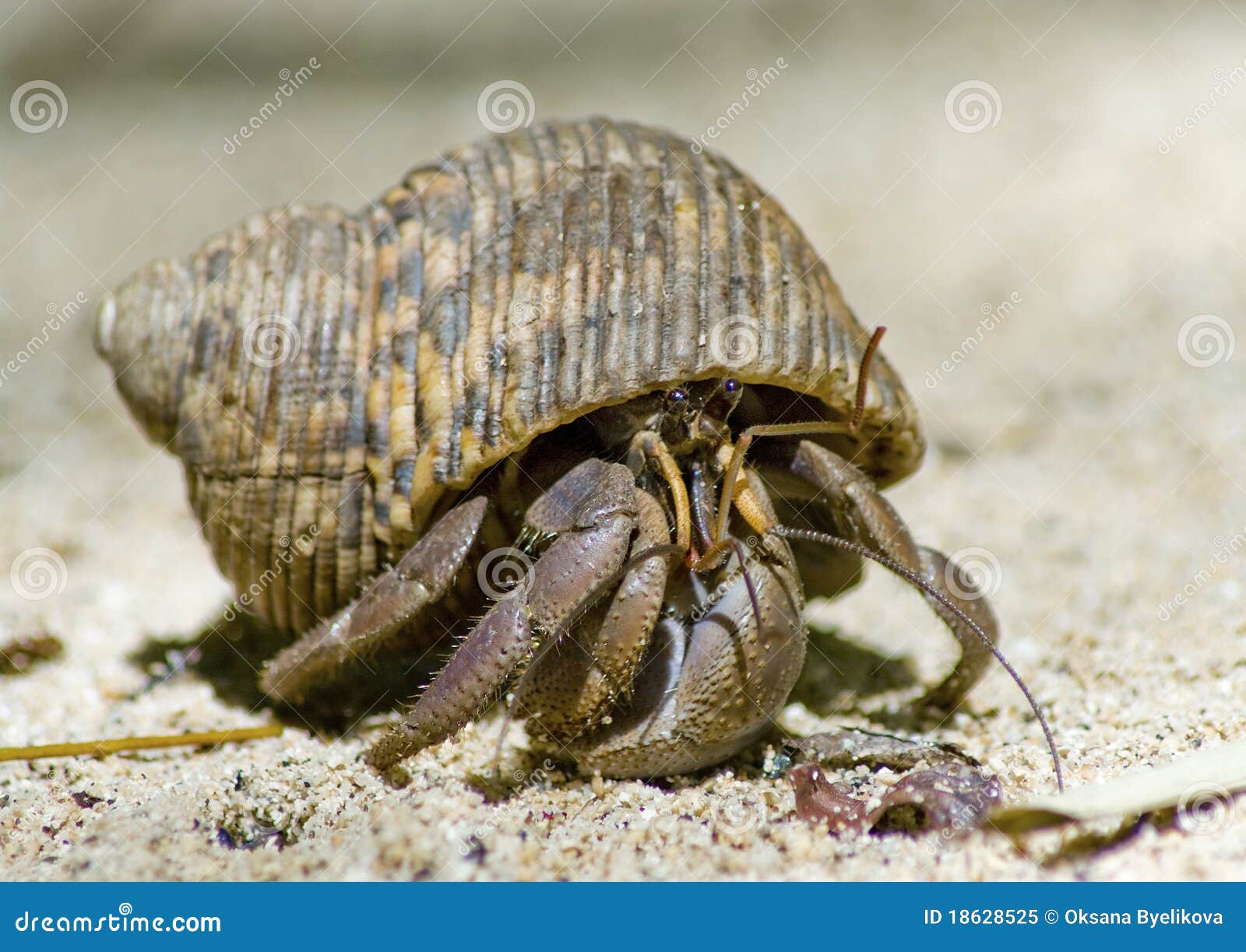 Hermit crab on the sand stock image. Image of macro, edge 18628525