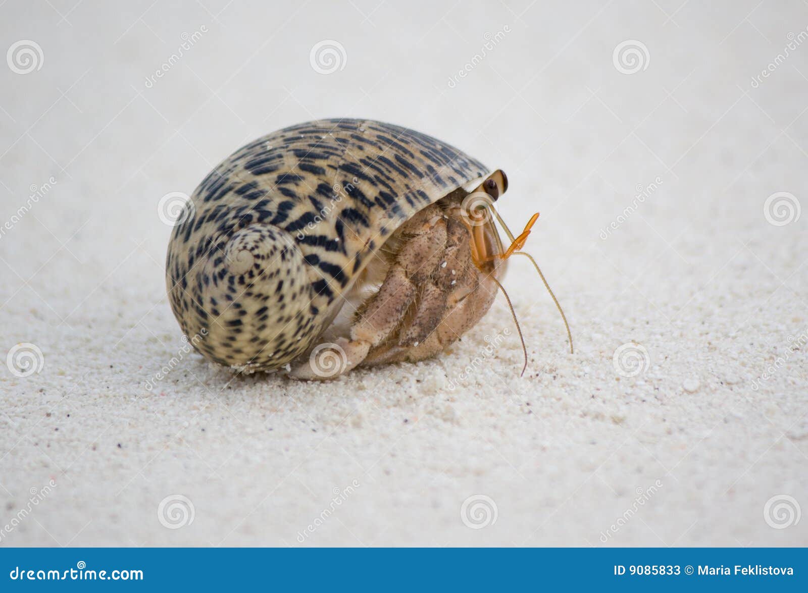 Hermit crab on the sand stock image. Image of destinations 9085833