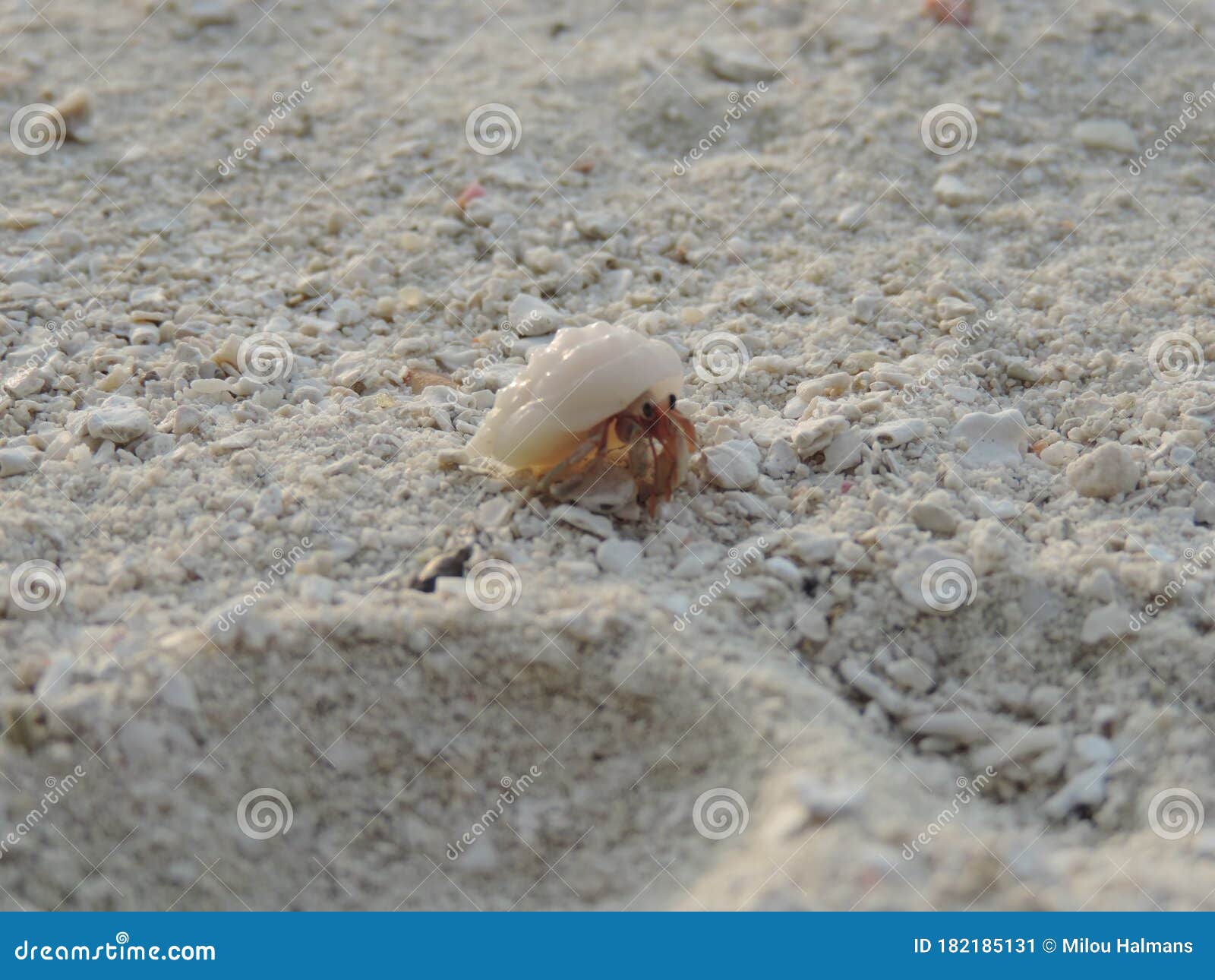 Hermit Crab/ Soldier Crab in Shell Walks on White Beach in Sand Close-up.  Little Wild Sea Animal. Sea Creature Close-up. Maldives Stock Image - Image  of color, background: 182185131