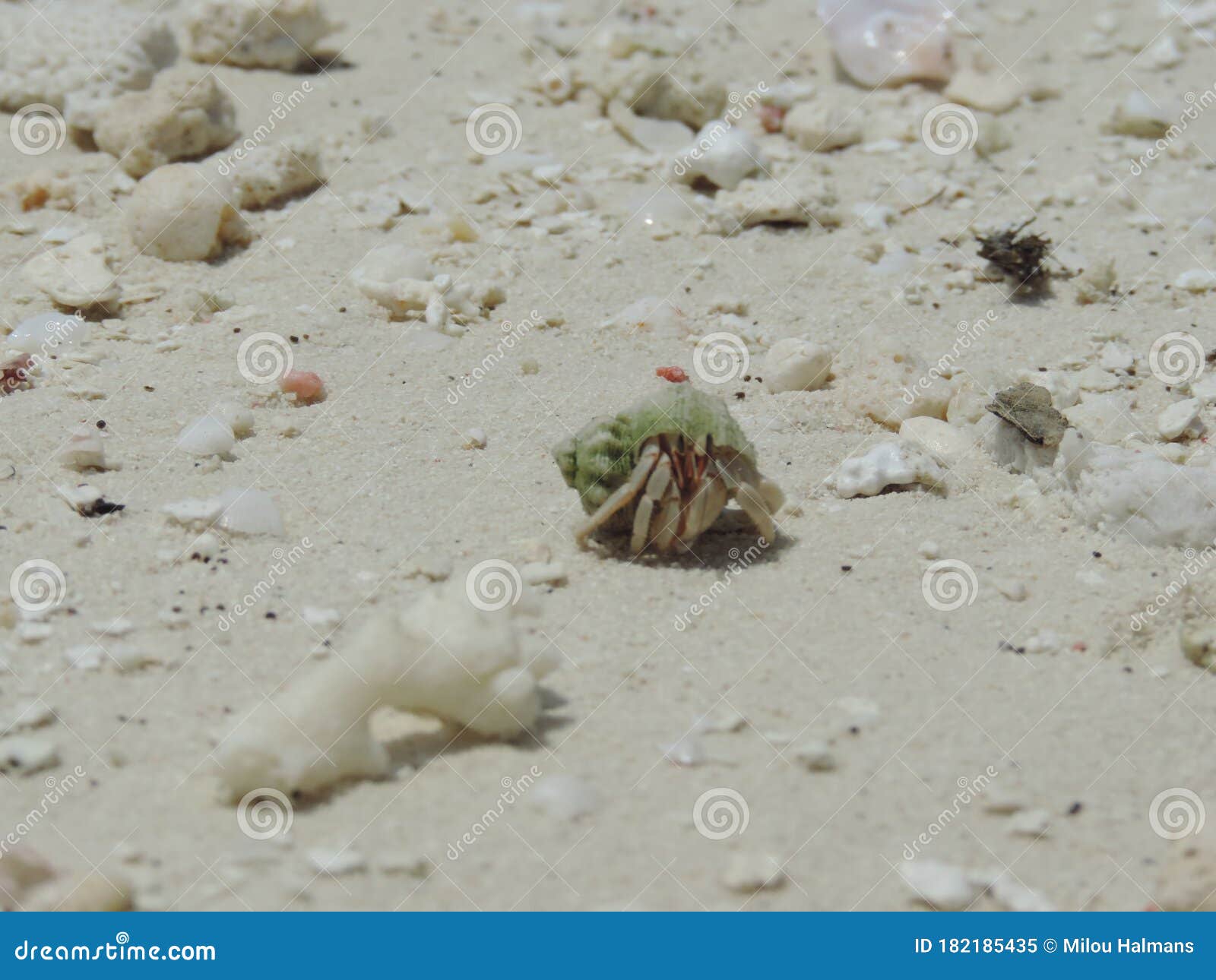 Hermit Crab/ Soldier Crab in Shell Walks on White Beach in Sand Close-up.  Little Wild Sea Animal. Sea Creature Close-up. Maldives Stock Image - Image  of environment, color: 182185435