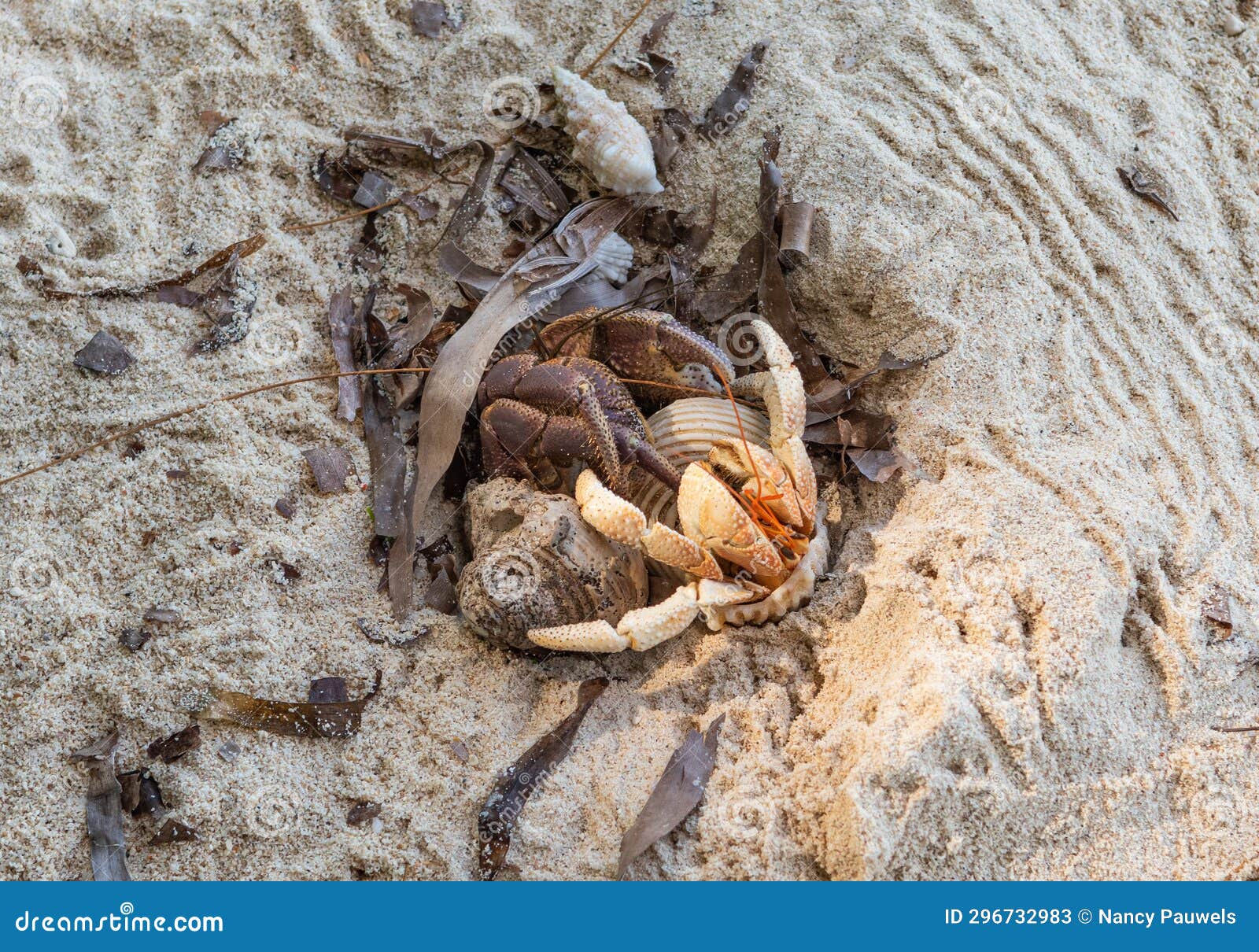 hermit crabs on the beach, poivre island, seychelles.