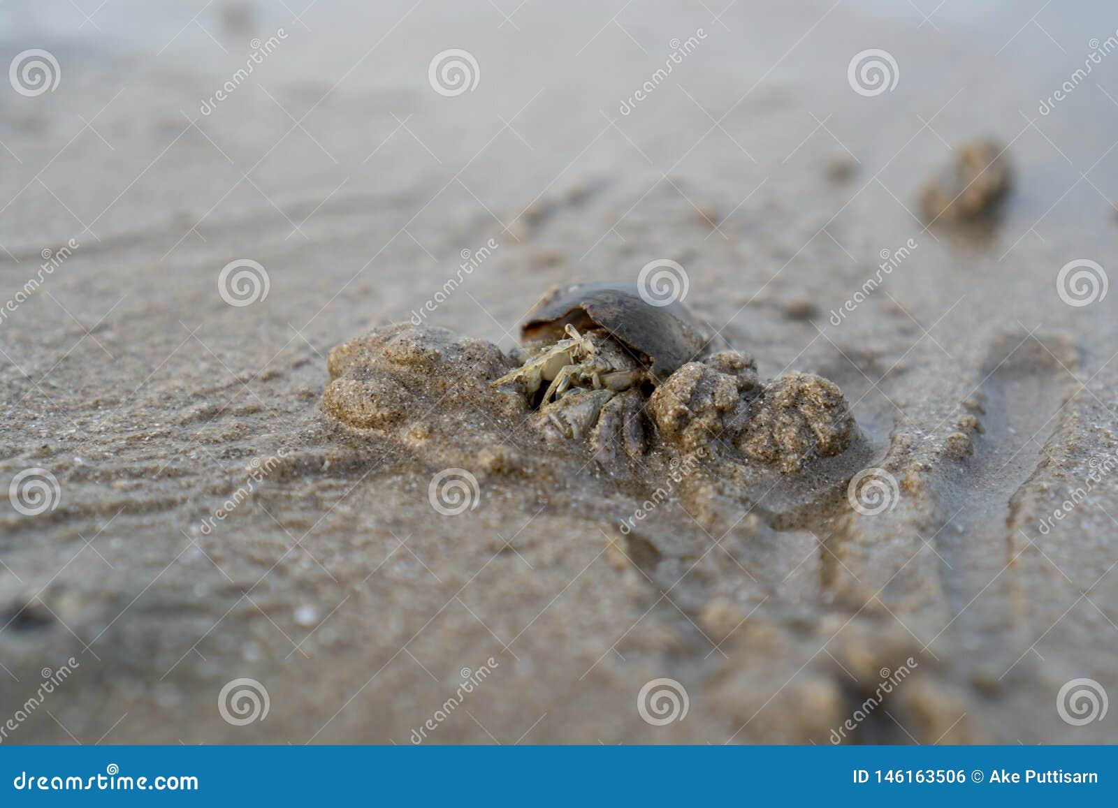 43+ Hermit Crab Digging In Sand Gif