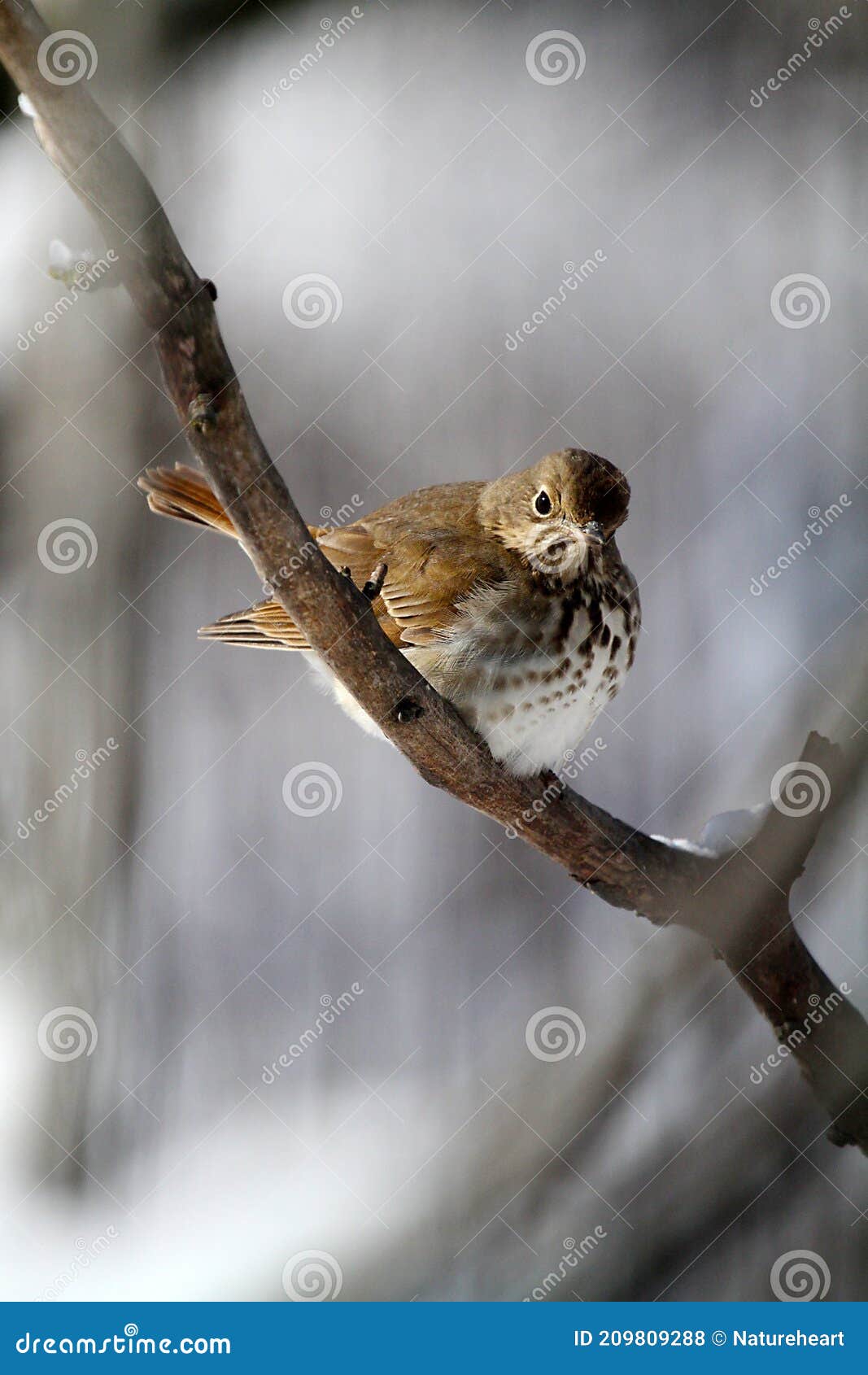 hermit thrush on branch with soft gray background - catharus guttatus