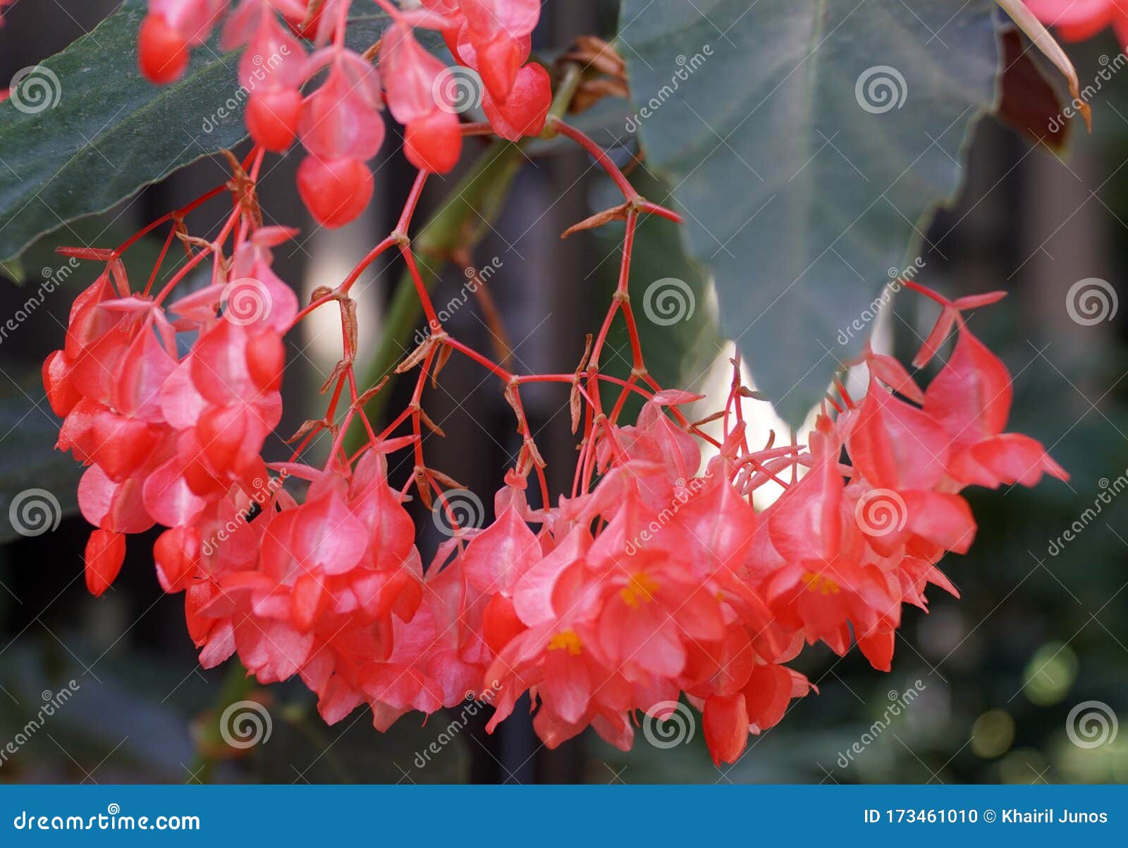 Hermosa Begonia Y X27 Parecidas a Un Bastón Rosa; Antorcha Y X27; Flores  Foto de archivo - Imagen de cubo, begonia: 173461010