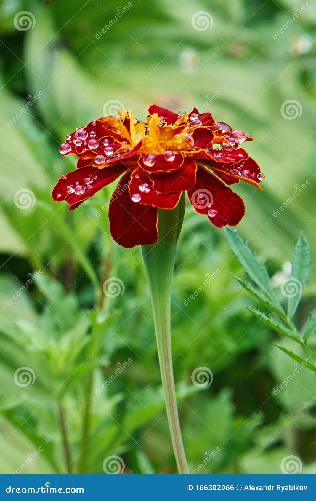 Hermosa Caléndula Roja Con Gotas Después De La Lluvia En El Jardín Verde  Foto de archivo - Imagen de belleza, rojo: 166302966