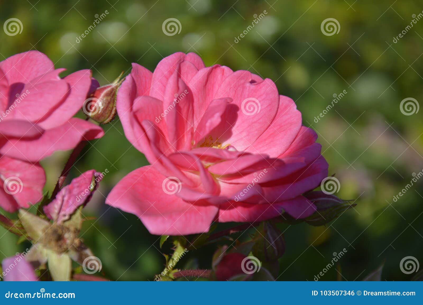 hermosa flor beautiful flower