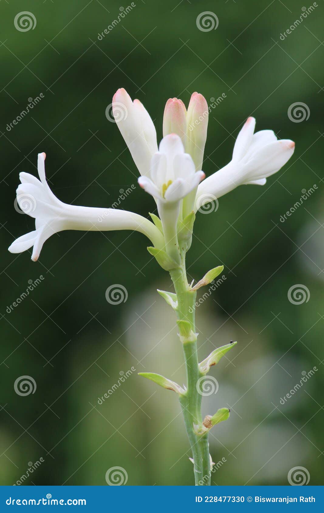 Hermosa Flor Blanca De Tuberosa En Un Agradable Fondo De Borrosidad Foto de  archivo - Imagen de macro, agraciado: 228477330