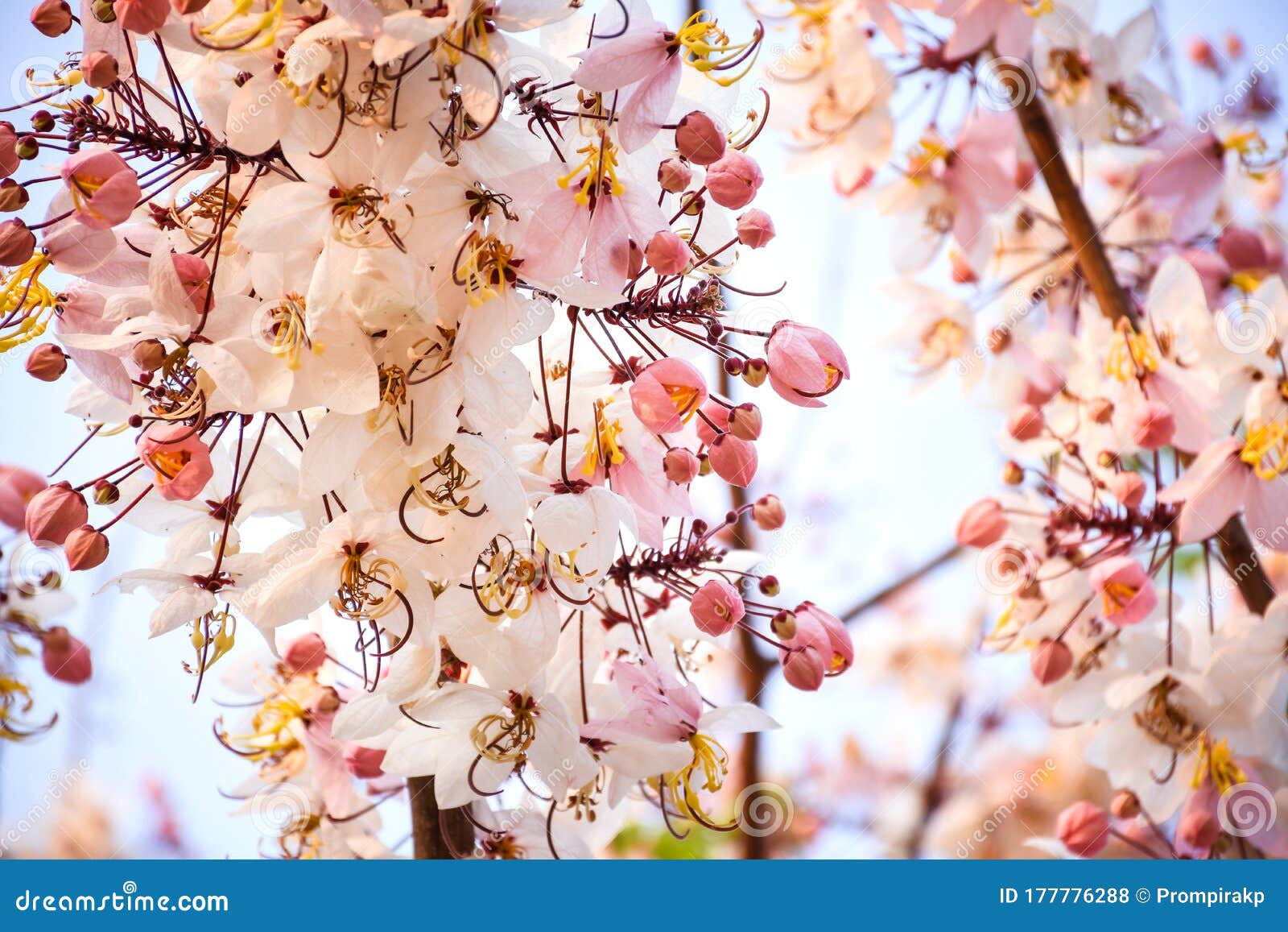 Hermosa Flor Blanca Y Rosa Suave De árbol Deseante Floreciendo Con Fondo Borroso. Otro Nombre : Cassia Rosa De Ducha Rosa Foto de archivo - Imagen de verano, fondo: 177776288 Hermosa Flor Blanca Y Rosa Suave De árbol Deseante Floreciendo Con Fondo Borroso. Otro Nombre : Cassia Rosa De Ducha Rosa Foto de archivo - Imagen de verano, fondo: 177776288