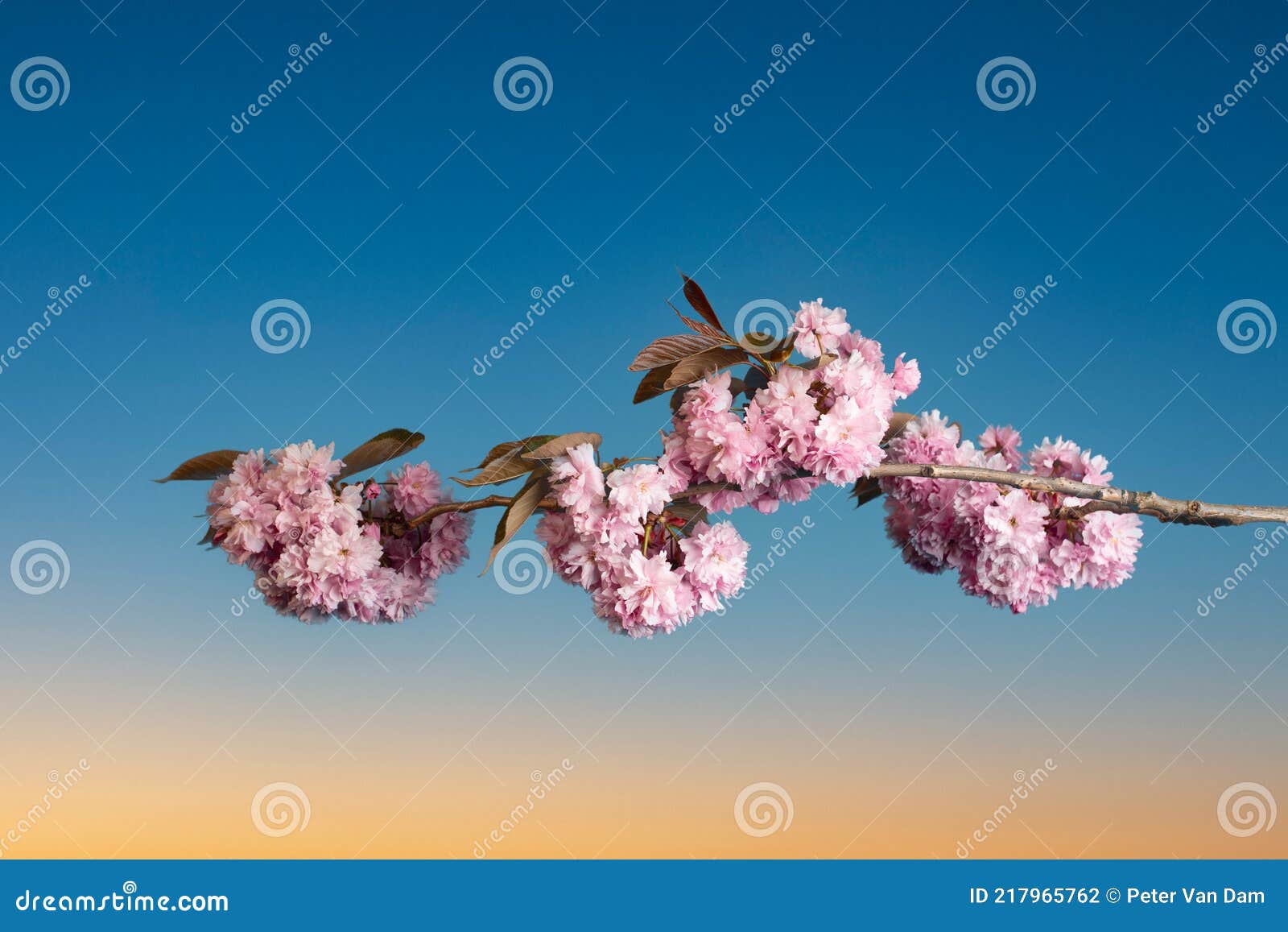 Hermosa Flor De Cerezo Contra El Cielo De La Noche Foto de archivo - Imagen de planta, cerezas: 217965762 Hermosa Flor De Cerezo Contra El Cielo De La Noche Foto de archivo - Imagen de planta, cerezas: 217965762