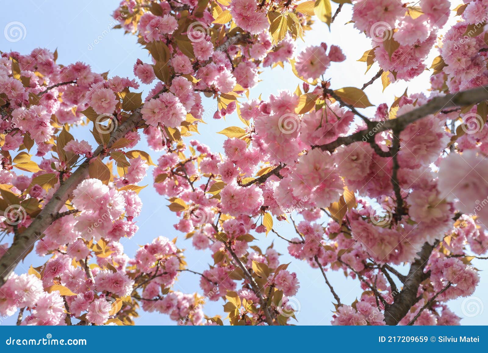 Hermosa Flor De Cerezo Japonés Sakura Flor En Un Parque En Un Muy Hermoso  Día De Primavera. Imagen de archivo - Imagen de parque, pascua: 217209659