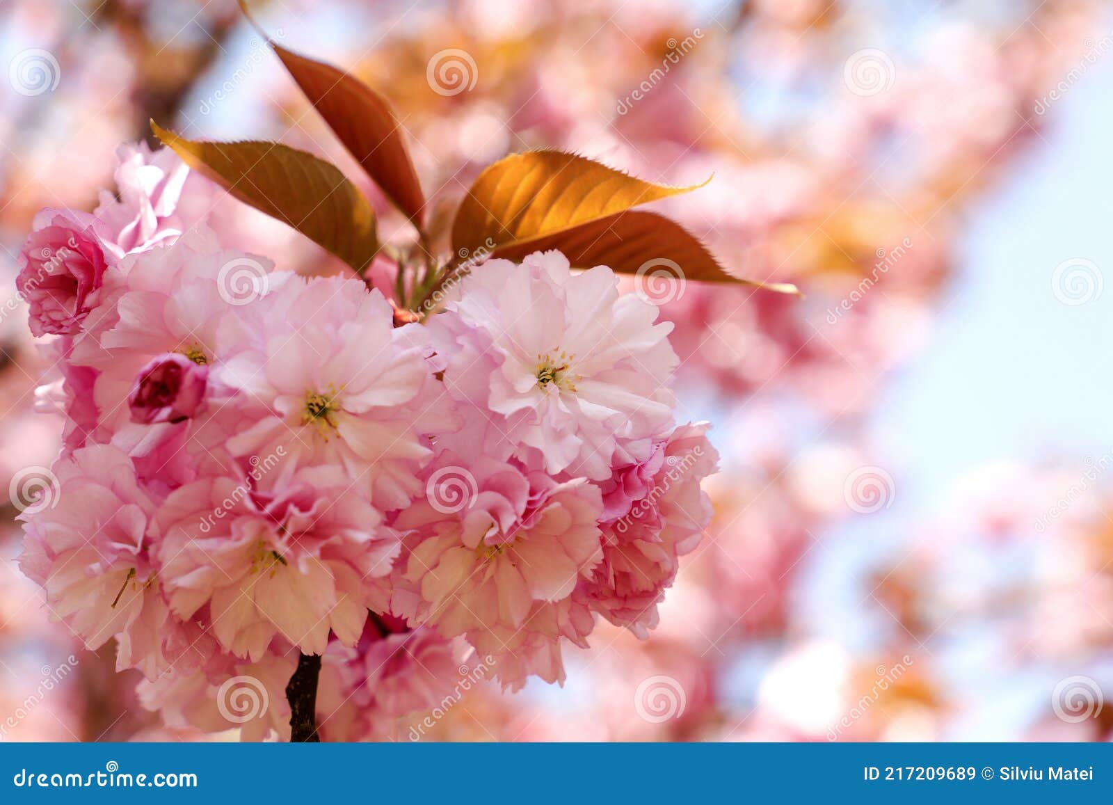 Hermosa Flor De Cerezo Japonés Sakura Flor En Un Parque En Un Muy Hermoso Día De Primavera. Imagen de archivo - Imagen de floral, rosa: 217209689 Hermosa Flor De Cerezo Japonés Sakura Flor En Un Parque En Un Muy Hermoso Día De Primavera. Imagen de archivo - Imagen de floral, rosa: 217209689