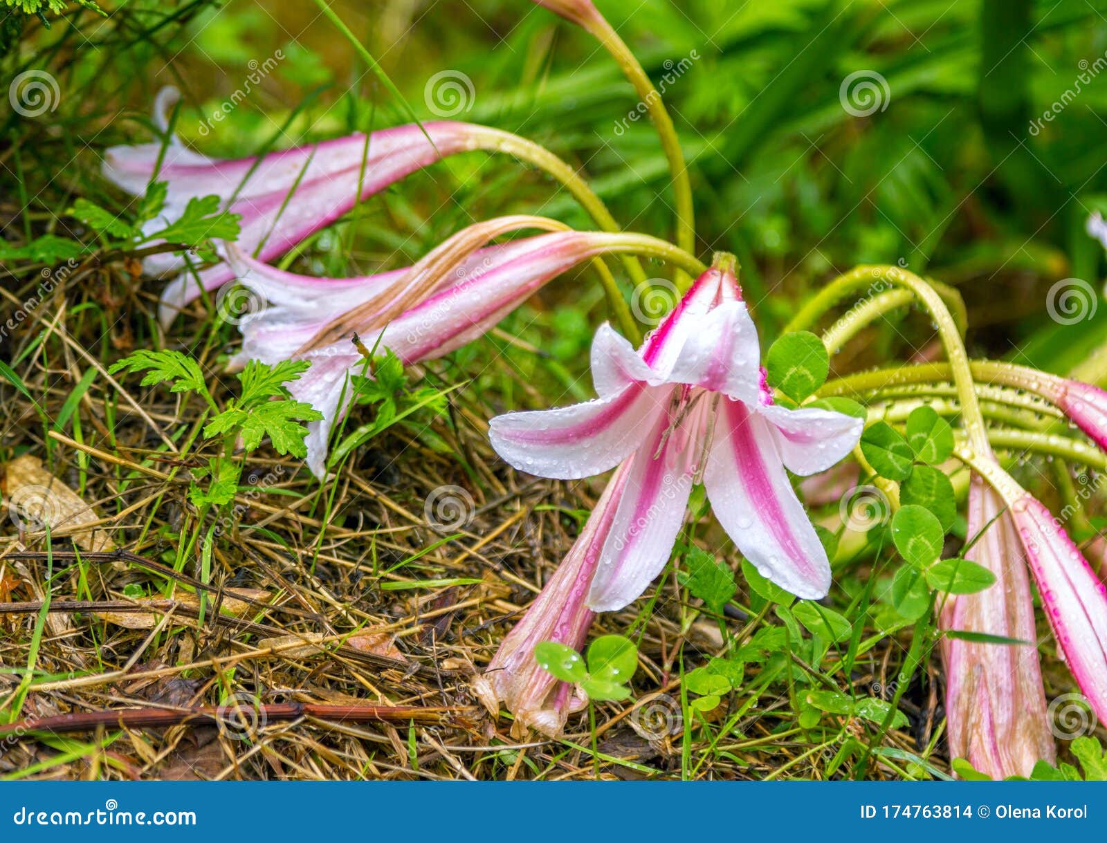 Hermosa Flor De Lirio Silvestre Blanca Y Rosa Con Gotas De Lluvia En  Pétalos Foto de archivo - Imagen de hermoso, seco: 174763814