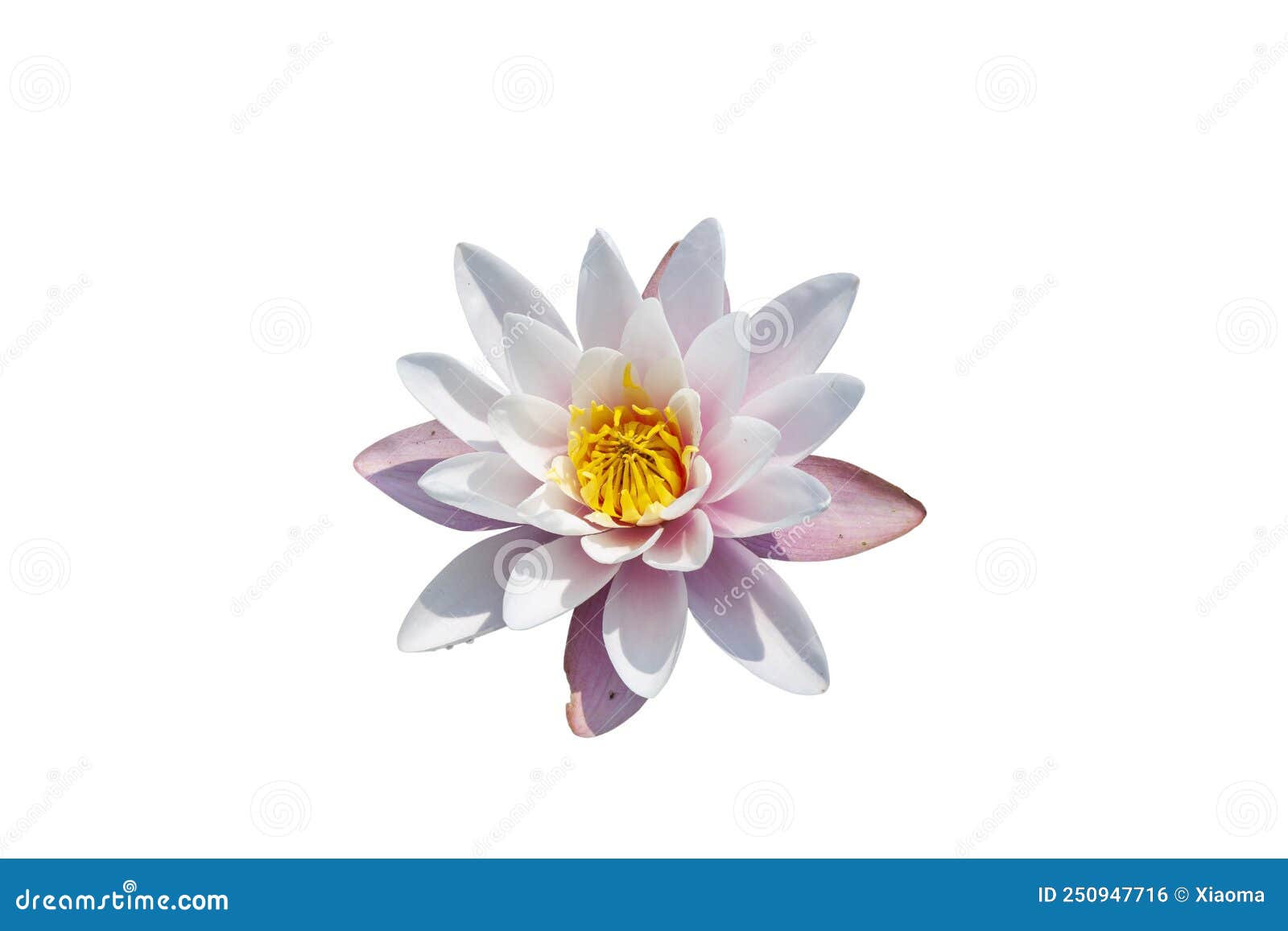 Hermosa Flor De Loto Aislada En Blanco Foto de archivo - Imagen de resorte, oriental: 250947716 Hermosa Flor De Loto Aislada En Blanco Foto de archivo - Imagen de resorte, oriental: 250947716