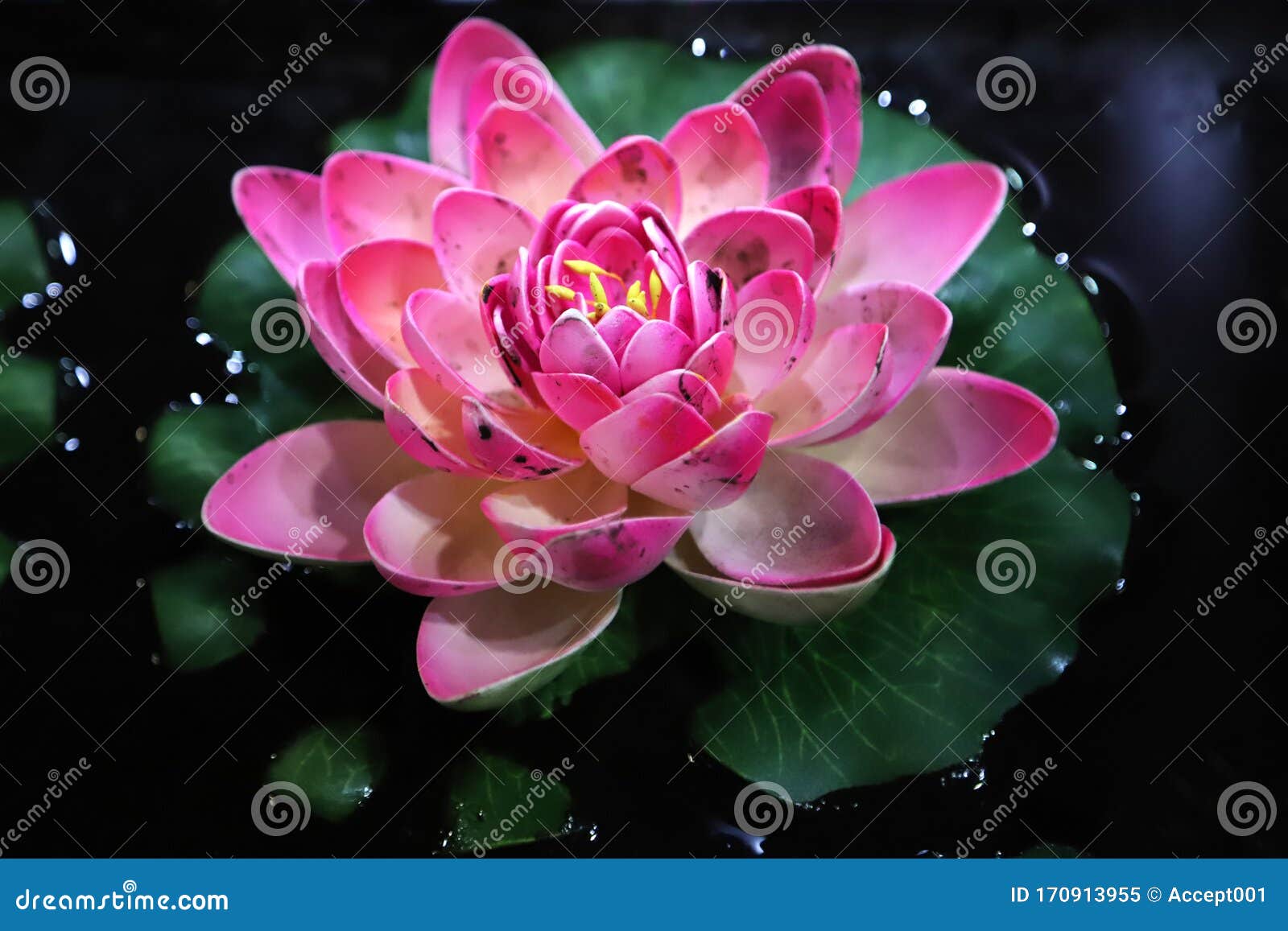 Hermosa Flor De Loto Con Polen Amarillo En La Superficie Del Estanque Imagen de archivo - Imagen de flora, travieso: 170913955 Hermosa Flor De Loto Con Polen Amarillo En La Superficie Del Estanque Imagen de archivo - Imagen de flora, travieso: 170913955