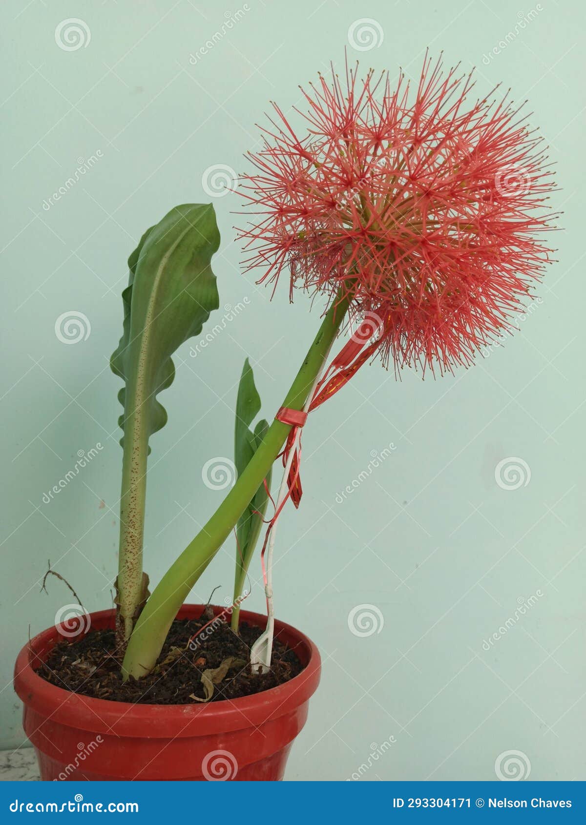 flor de gran tamaÃ±o con pared azul de fondo