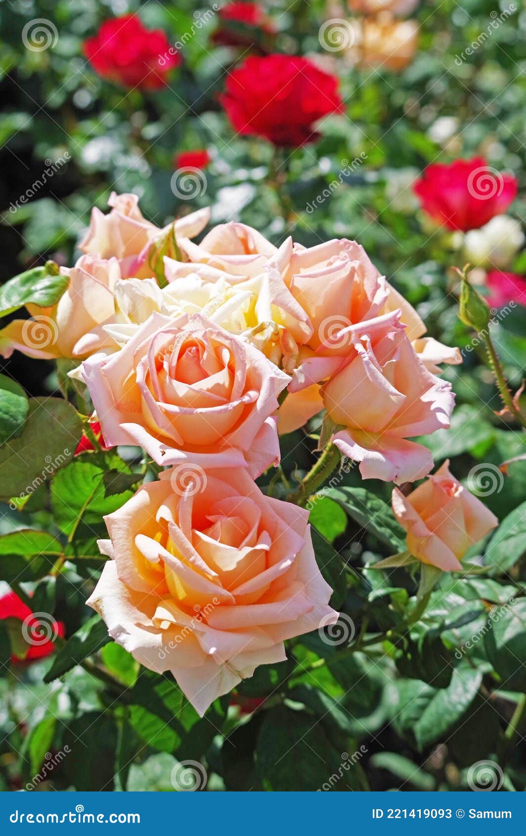 Hermosa flor de rosa imagen de archivo. Imagen de brillante 221419093