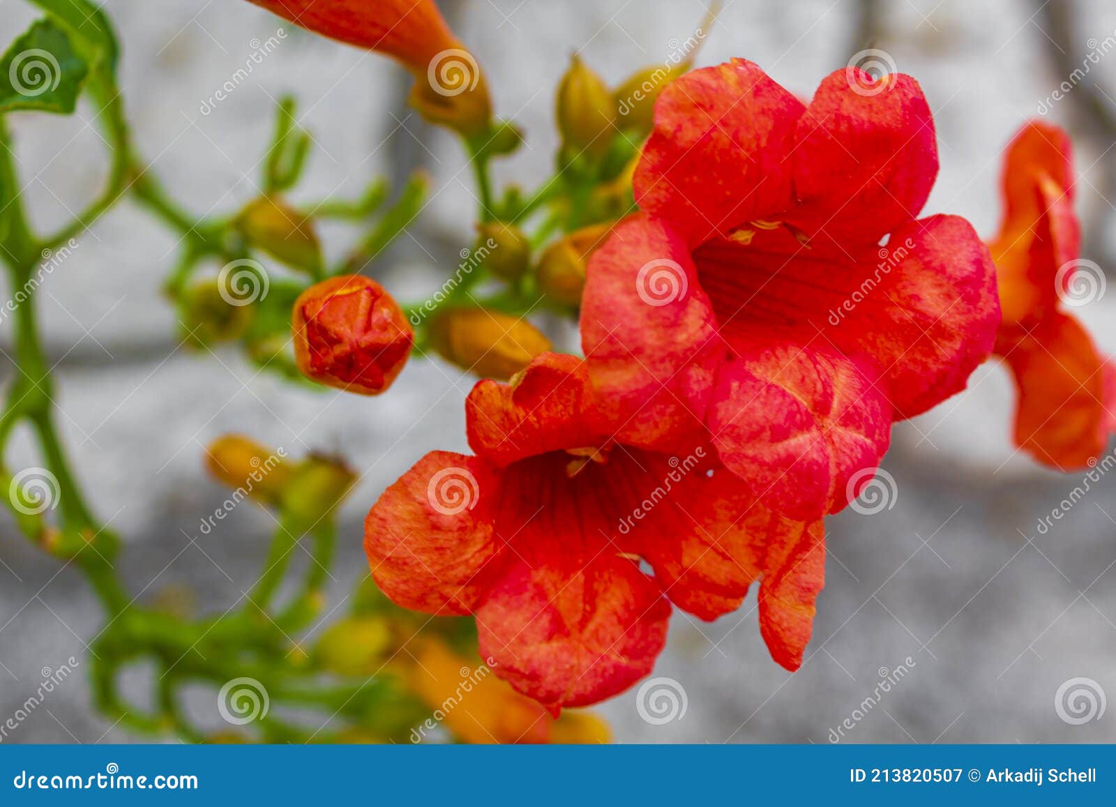 Hermosa Flor De Trompeta Roja O Camping Trompeta Trepadora En Croacia Imagen de archivo - Imagen de colorido, salvaje: 213820507 Hermosa Flor De Trompeta Roja O Camping Trompeta Trepadora En Croacia Imagen de archivo - Imagen de colorido, salvaje: 213820507