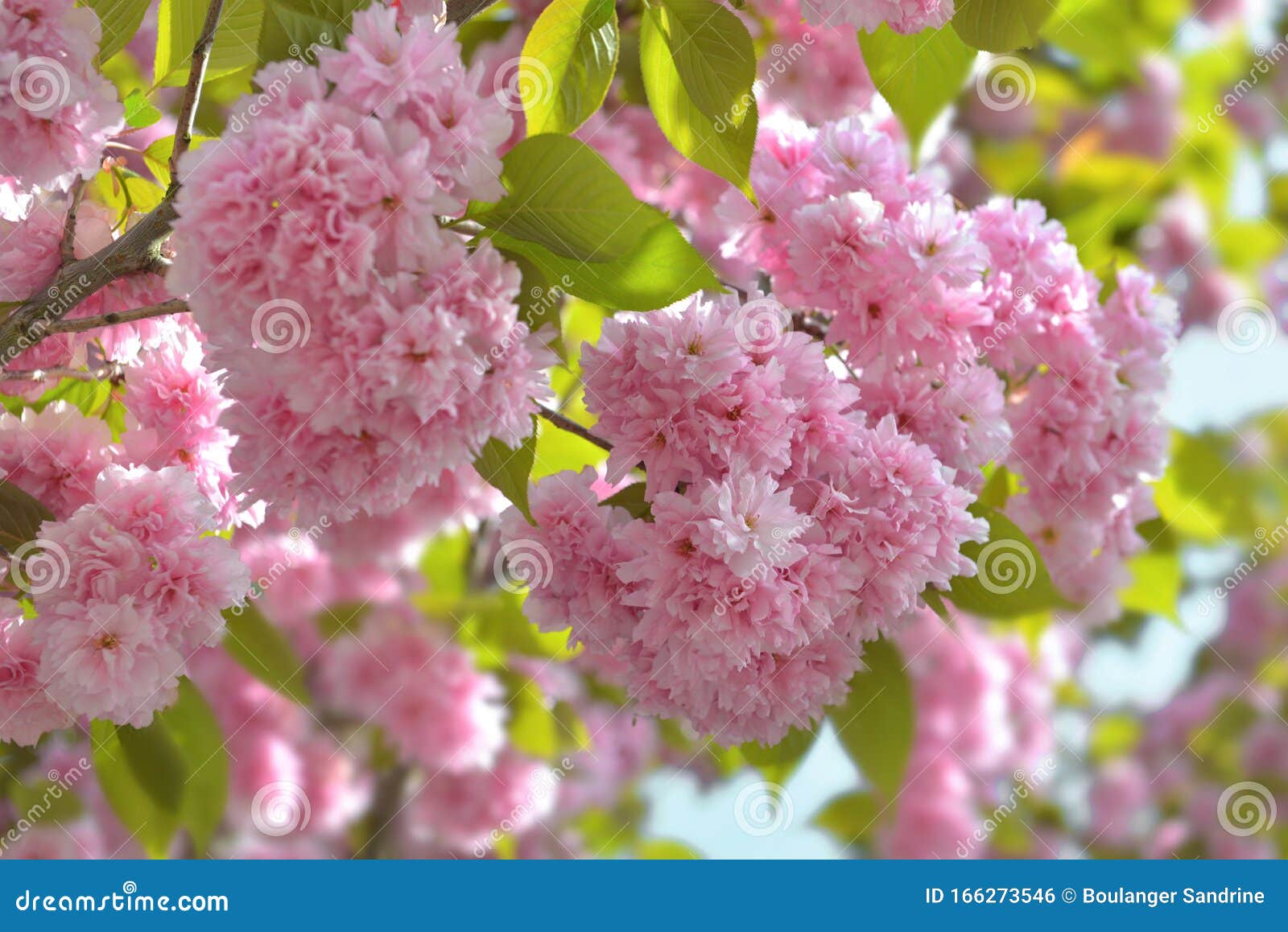 Hermosa Flor De Un Cerezo Japonés En Primavera Foto de archivo - Imagen de  fondo, cubo: 166273546