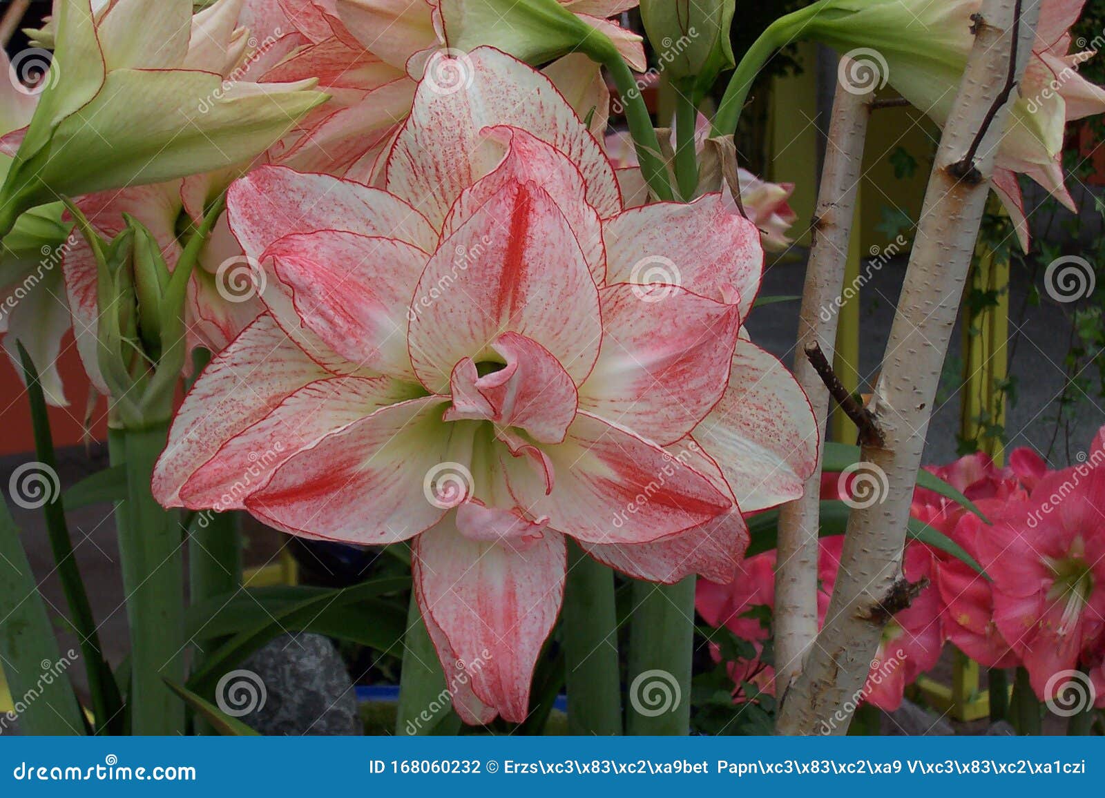 Hermosa Flor Doble, Hipoastro Rosa Foto de archivo - Imagen de flor, flores:  168060232