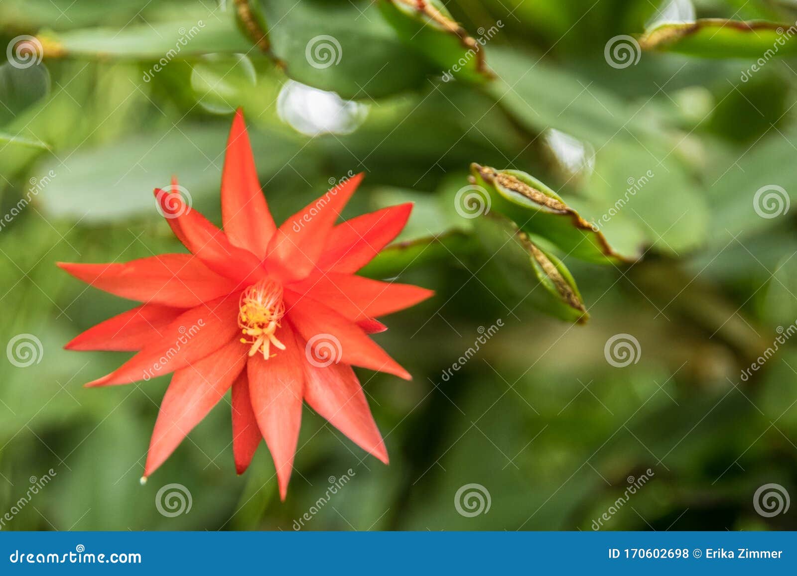 Hermosa Flor En Forma De Estrella Roja Foto de archivo - Imagen de centro,  flora: 170602698