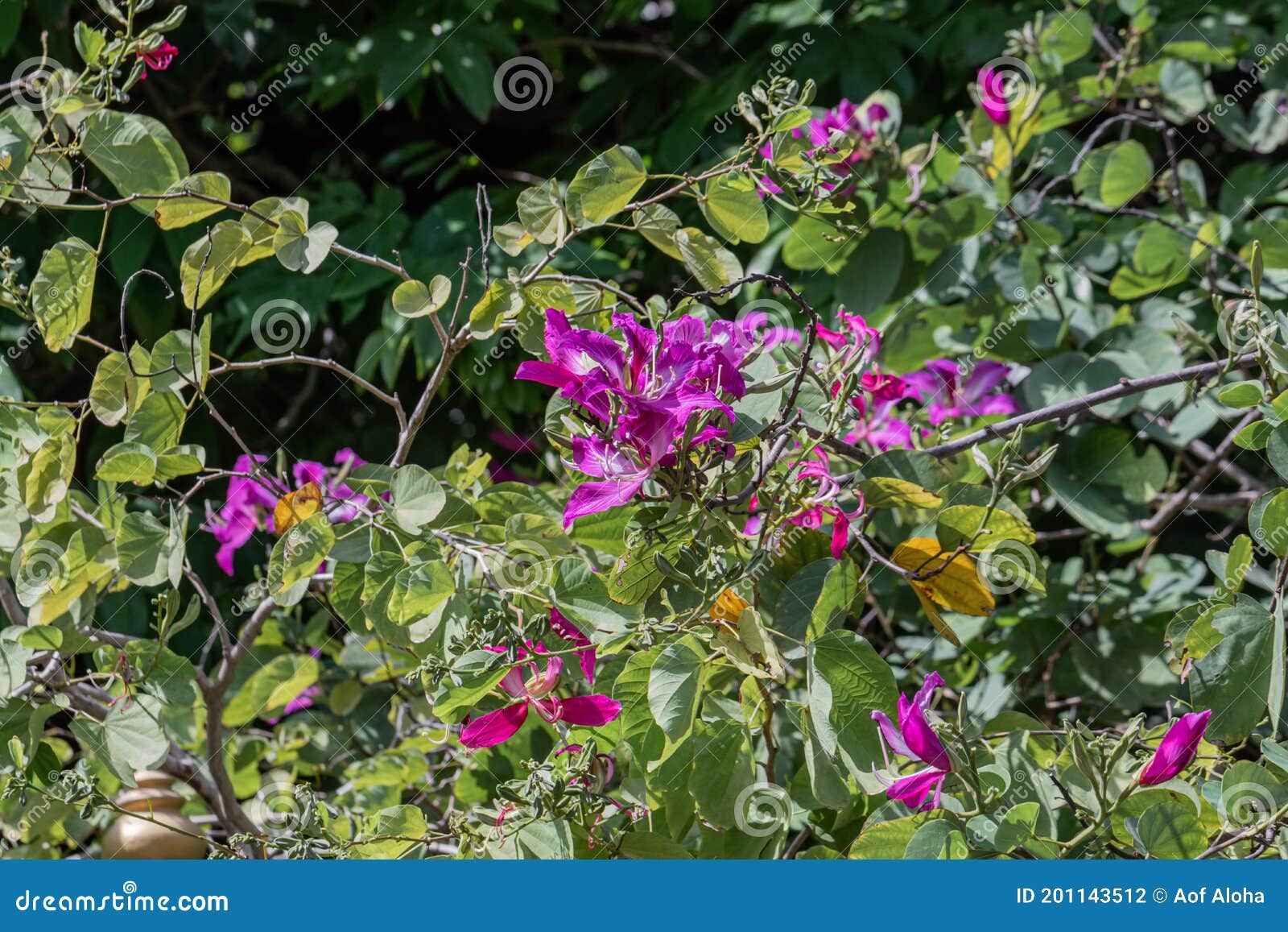 Hermosa Flor Morada Nombre árbol De Orquídeas Moradas Mariposa O árbol De  Orquídeas Hawaiano En El Jardín. Bauhinia Purpurea Flowe Foto de archivo -  Imagen de crecimiento, verano: 201143512