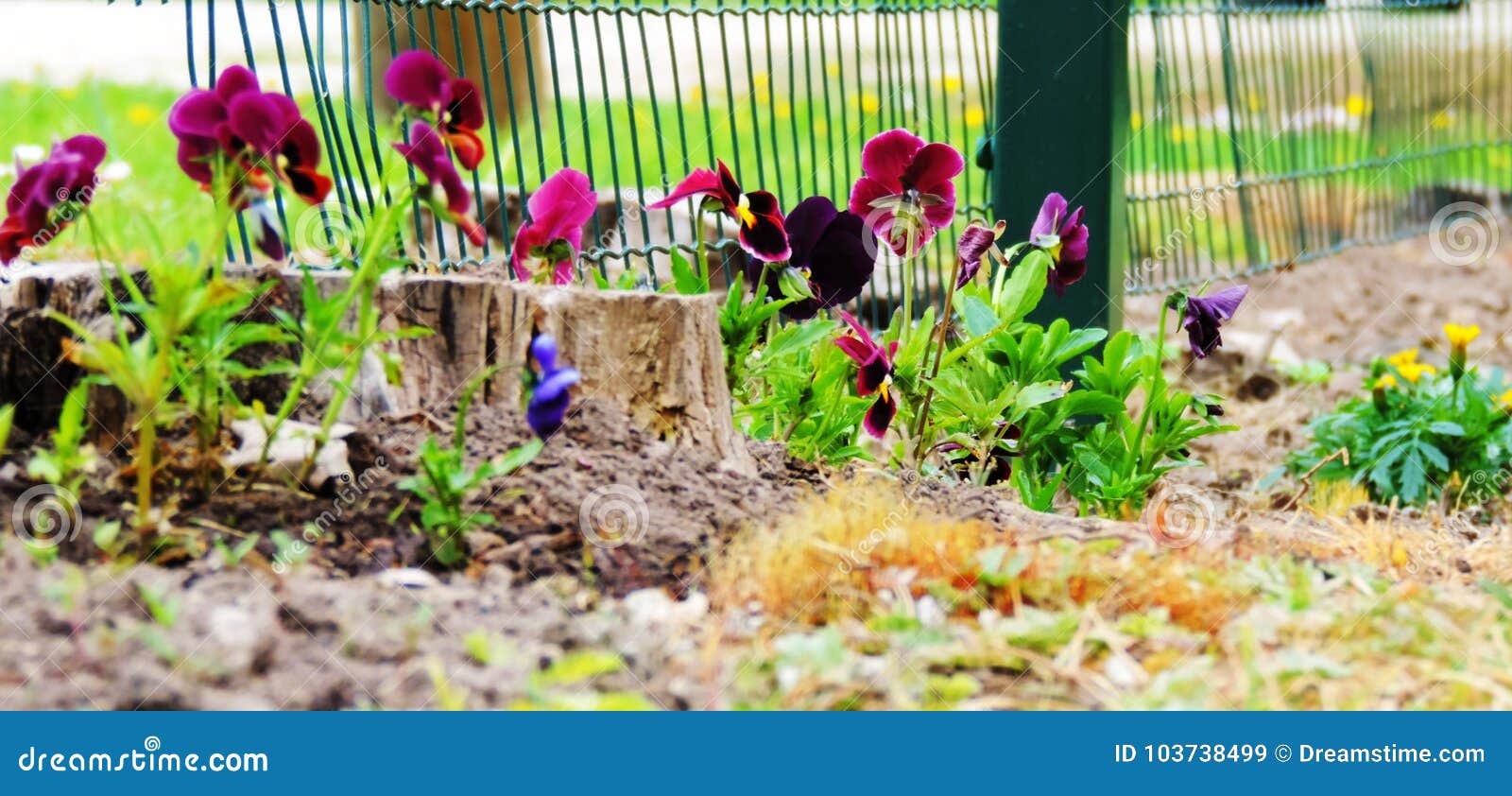 purple flowers in garden