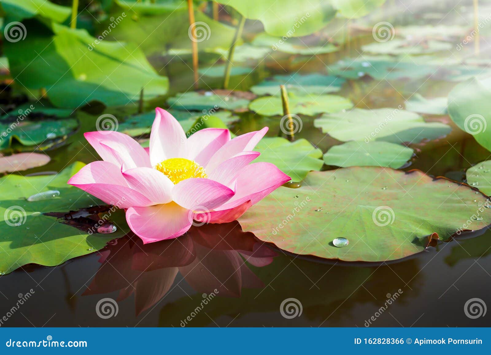 Hermosa Flor Rosa De Loto En La Naturaleza Con Amanecer Para Fondo Foto de archivo - Imagen de lago, detalles: 162828366 Hermosa Flor Rosa De Loto En La Naturaleza Con Amanecer Para Fondo Foto de archivo - Imagen de lago, detalles: 162828366