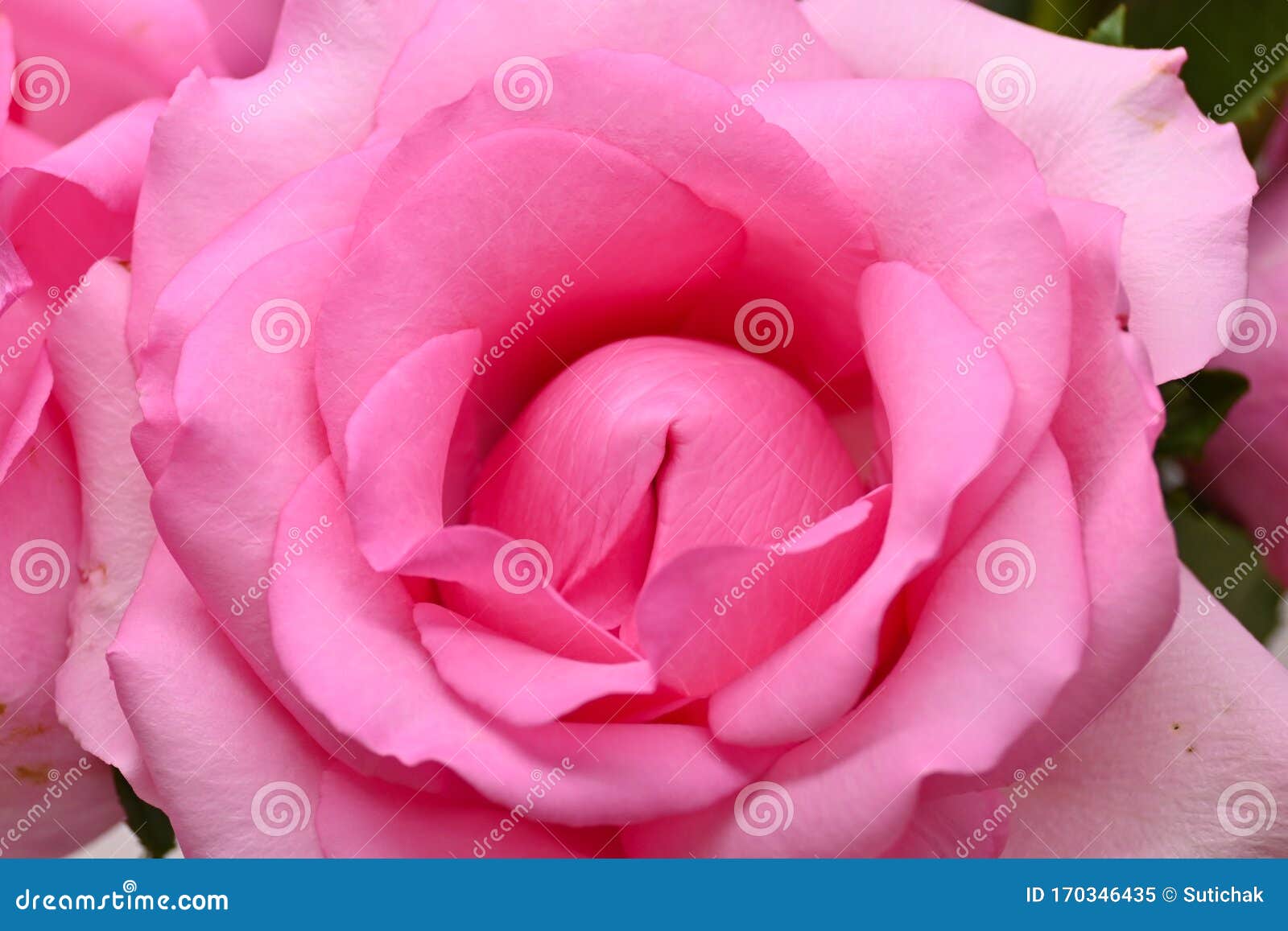 Hermosa Flor Rosa Rosa Rosa Rosa, Imagen Conceptual De Orgasmo Sexual  Imagen de archivo - Imagen de pares, belleza: 170346435