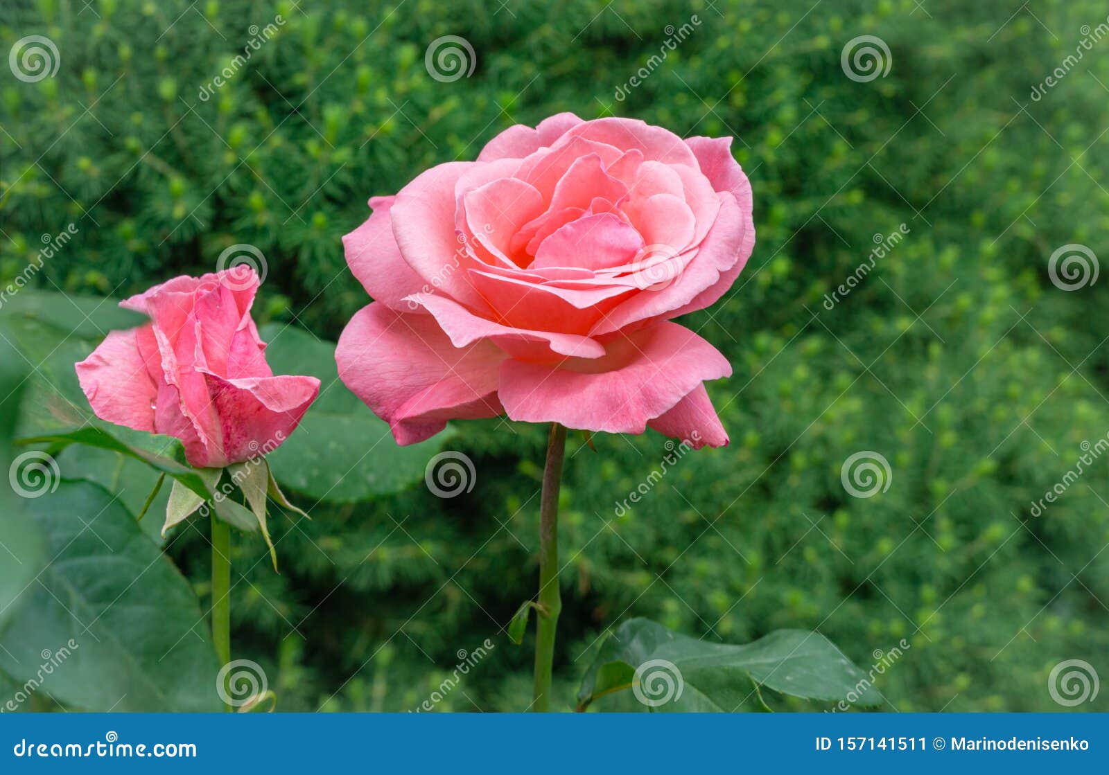 Hermosa Flor Rosa Rosa Reina Isabel Con Luz Natural De Sol En El Fondo  Verde Imagen de archivo - Imagen de brote, reina: 157141511