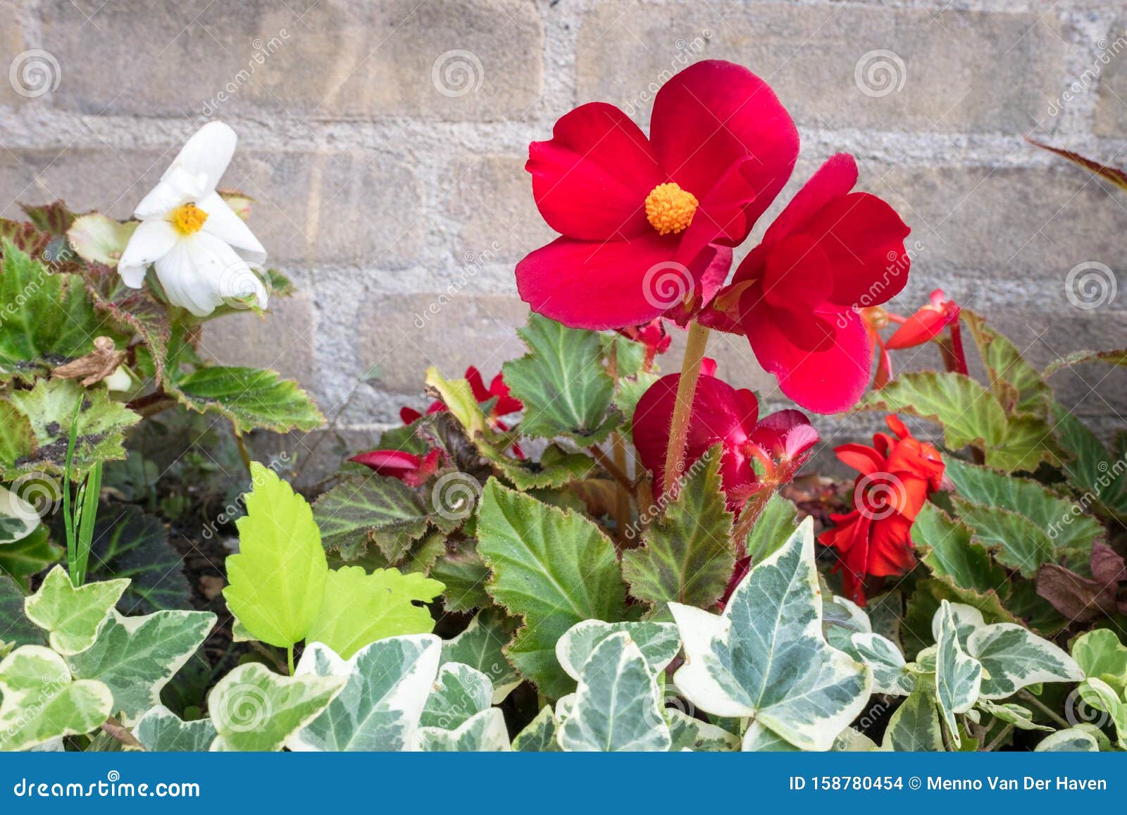 Hermosa Imagen De Begonia Tuberosa De Flores Rojas En Un Lecho De Flores En  Un JardÃn Urbano Foto de archivo - Imagen de colorido, exterior: 158780454