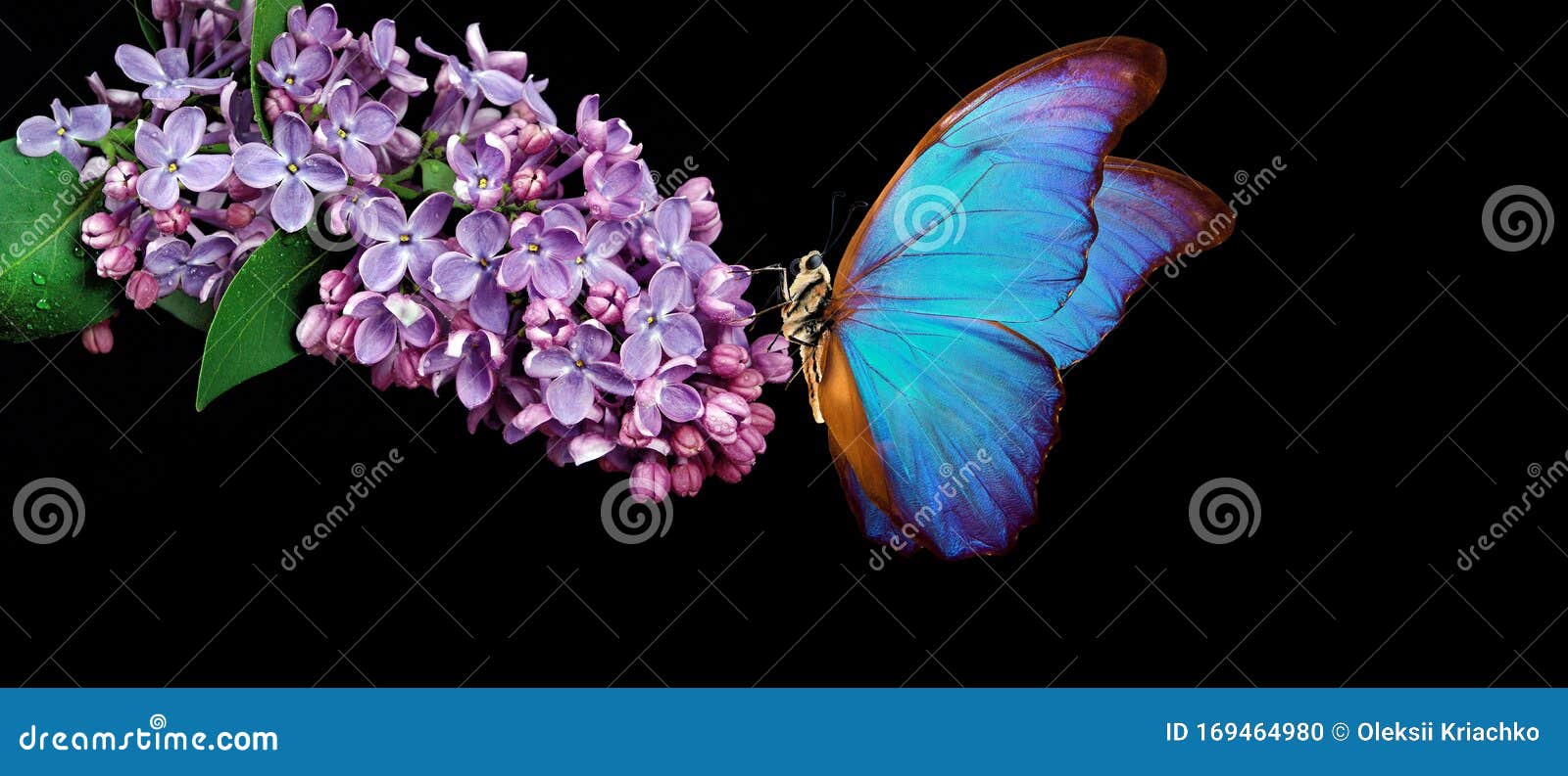 Hermosa Mariposa Azul Morfo Sobre Una Flor De Fondo Negro Flor De Lilac En  El Agua Gotas Aisladas En Negro Laca Y Mantequilla Foto de archivo - Imagen  de fondo, travieso: 169464980