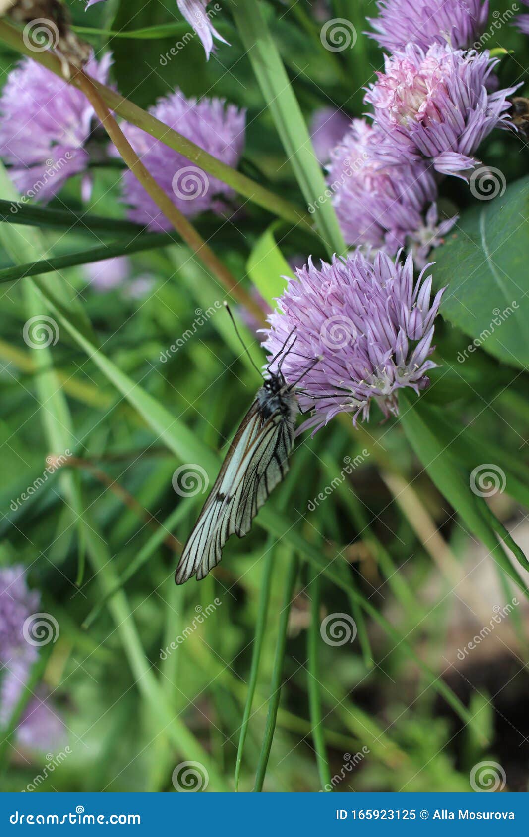 Hermosa Mariposa Blanca Se Sienta En Una Flor En El Jardín De Verano Recolectando Néctar Imagen de archivo - Imagen de verano, sentados: 165923125 Hermosa Mariposa Blanca Se Sienta En Una Flor En El Jardín De Verano Recolectando Néctar Imagen de archivo - Imagen de verano, sentados: 165923125