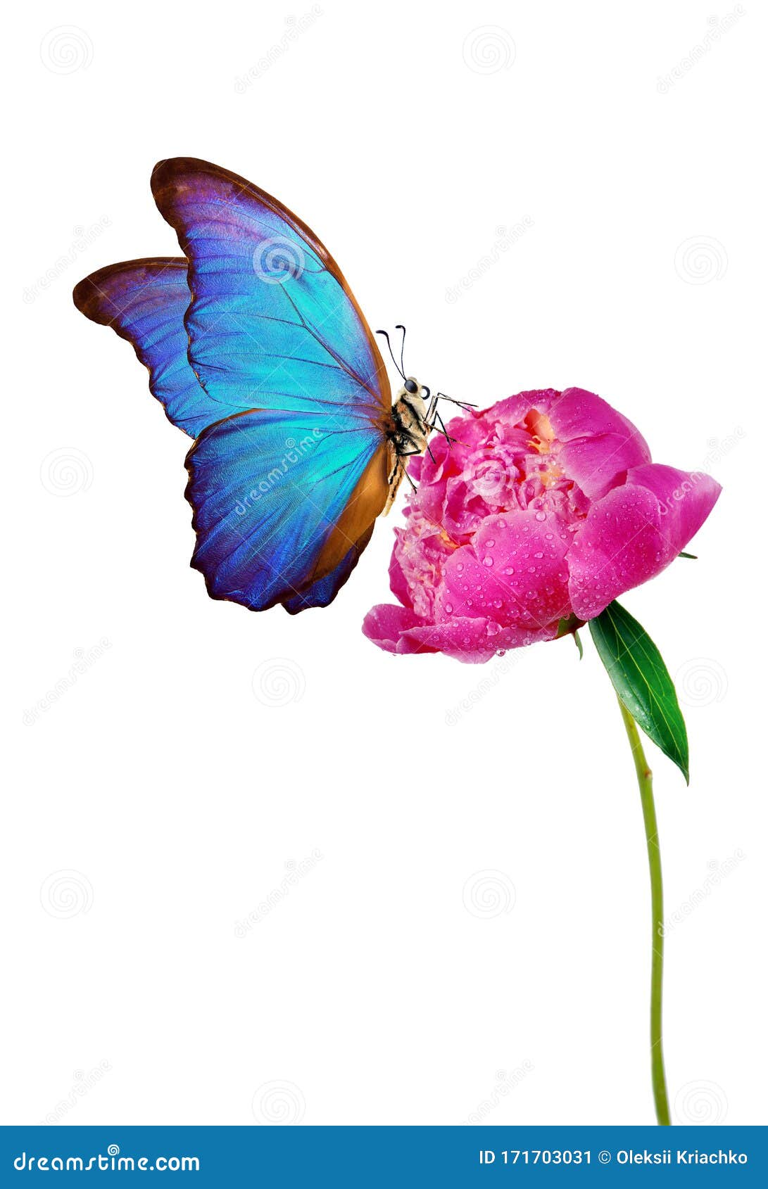 Hermosa Mariposa Morfo Azul Sobre Una Flor De Fondo Blanco Flor De Peonía  En El Agua Cae Aislada En Blanco Peony Bud Imagen de archivo - Imagen de  insecto, belleza: 171703031