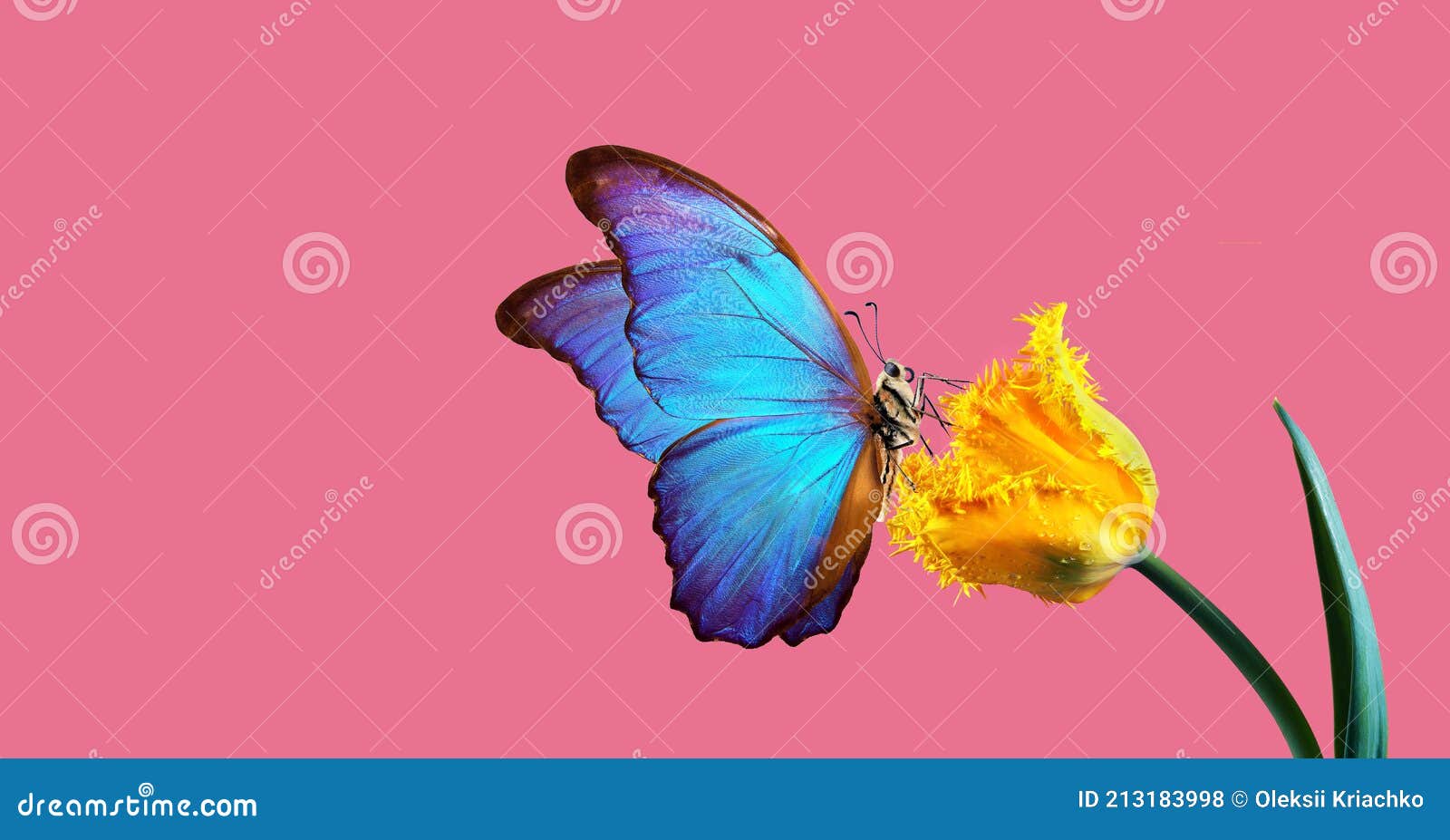 Hermosa Mariposa Morfo Colorido En Una Flor Sobre Un Fondo Rosa. Flor De Tulipán En Gotas De Agua Aisladas En Rosa. Tulipán Y Foto de archivo - Imagen de verde, mosca: 213183998 Hermosa Mariposa Morfo Colorido En Una Flor Sobre Un Fondo Rosa. Flor De Tulipán En Gotas De Agua Aisladas En Rosa. Tulipán Y Foto de archivo - Imagen de verde, mosca: 213183998